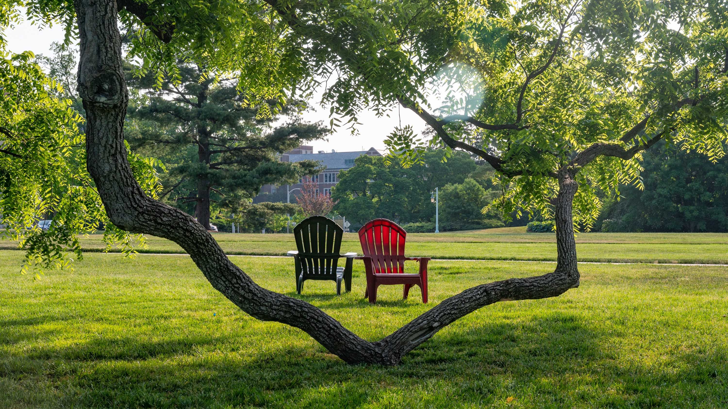 Two chairs in front of a low-hanging branch at sunset