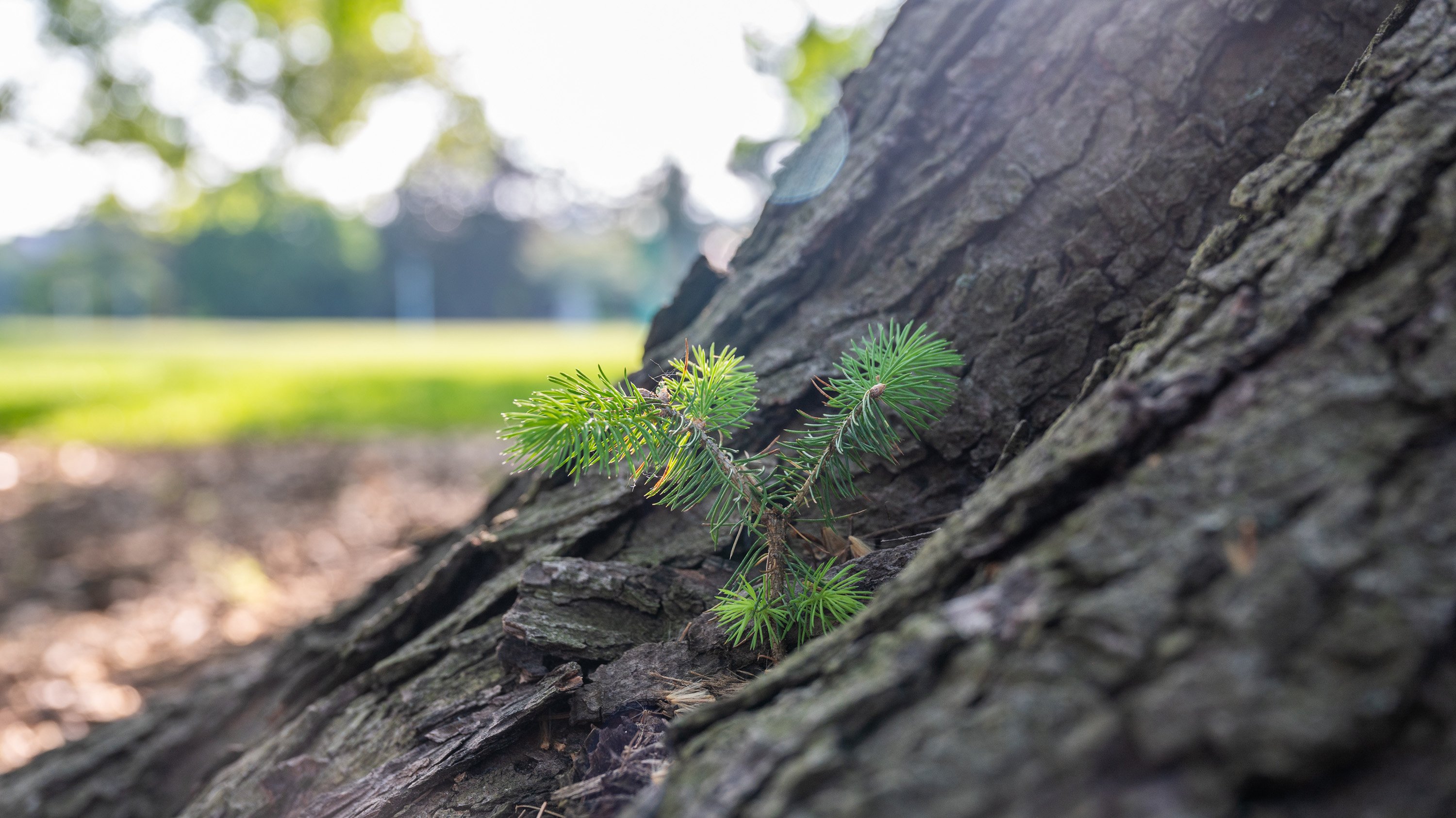 A small branch of Fir at the base of a maple tree on campus