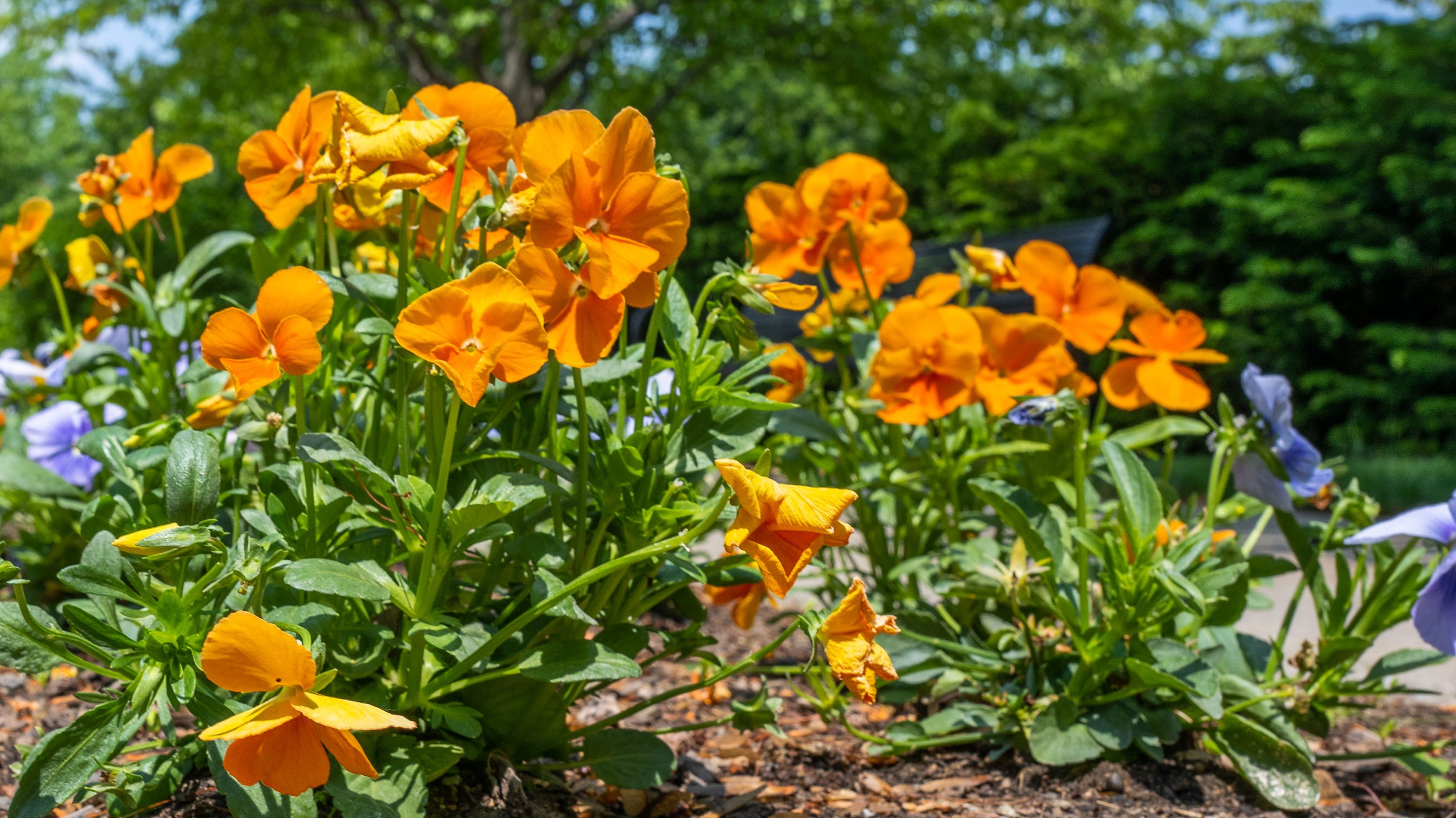 Orange peonies