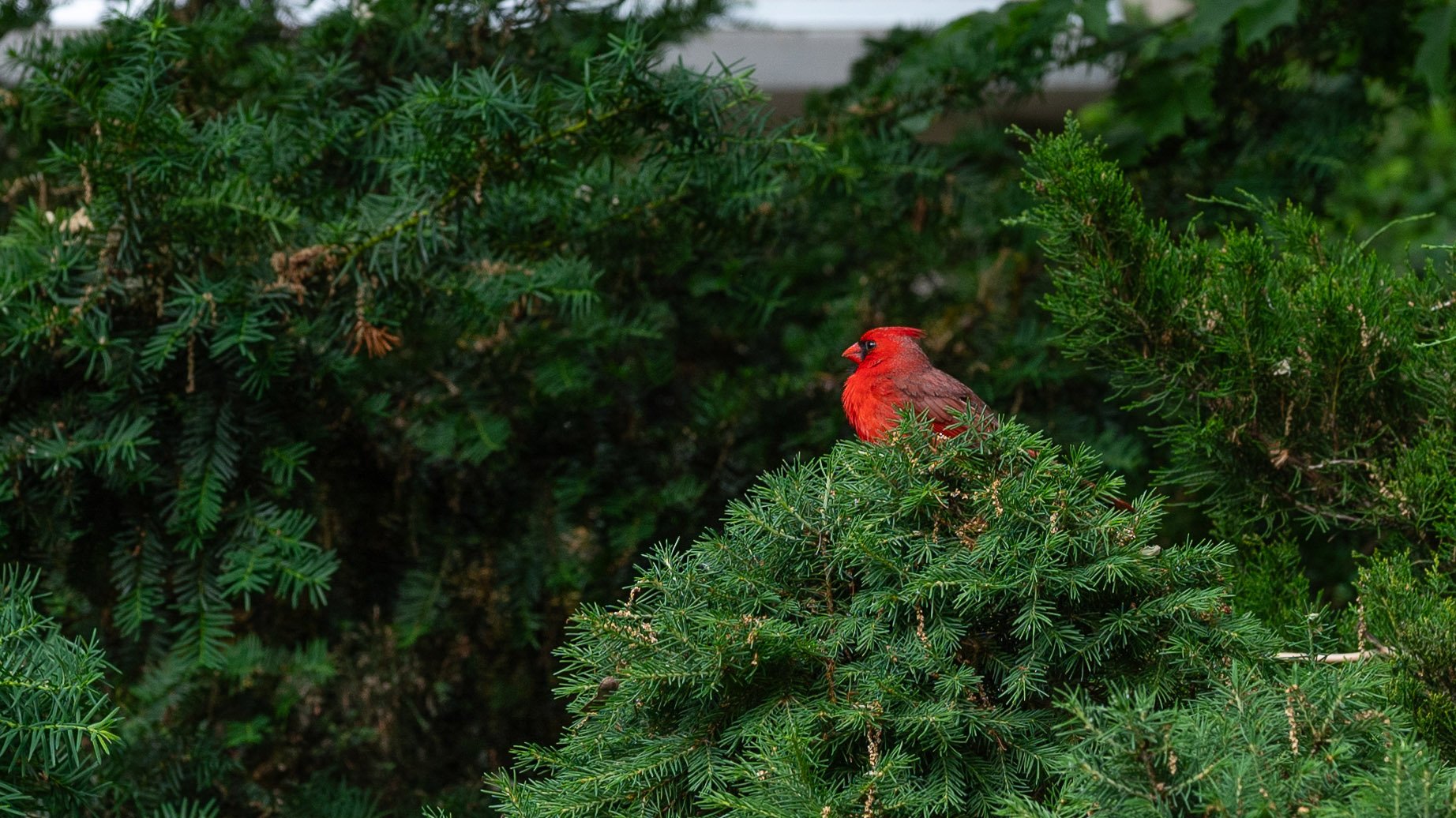 Cardinal sitting among green shrubbery
