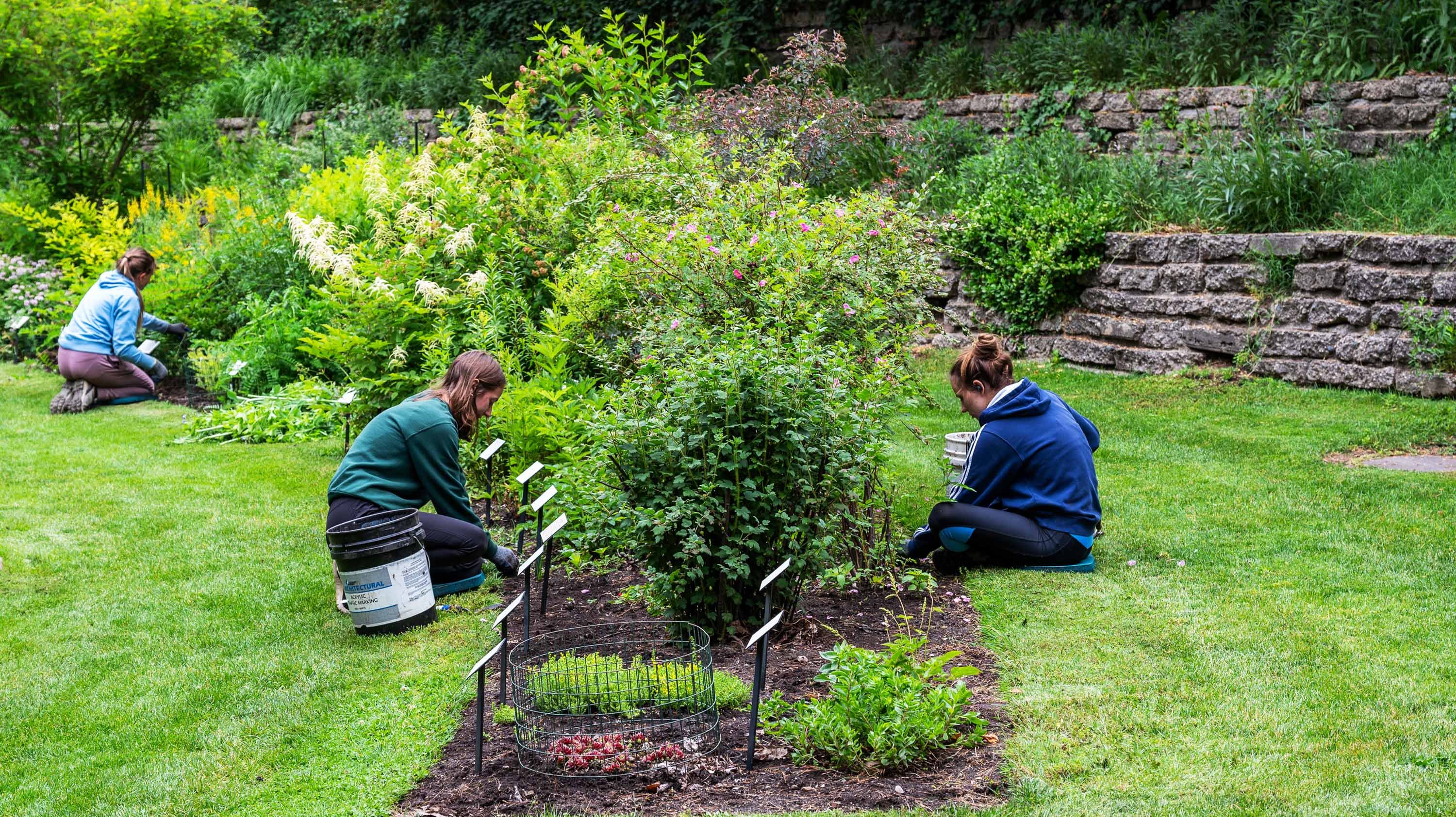 Beal staff tending to plants