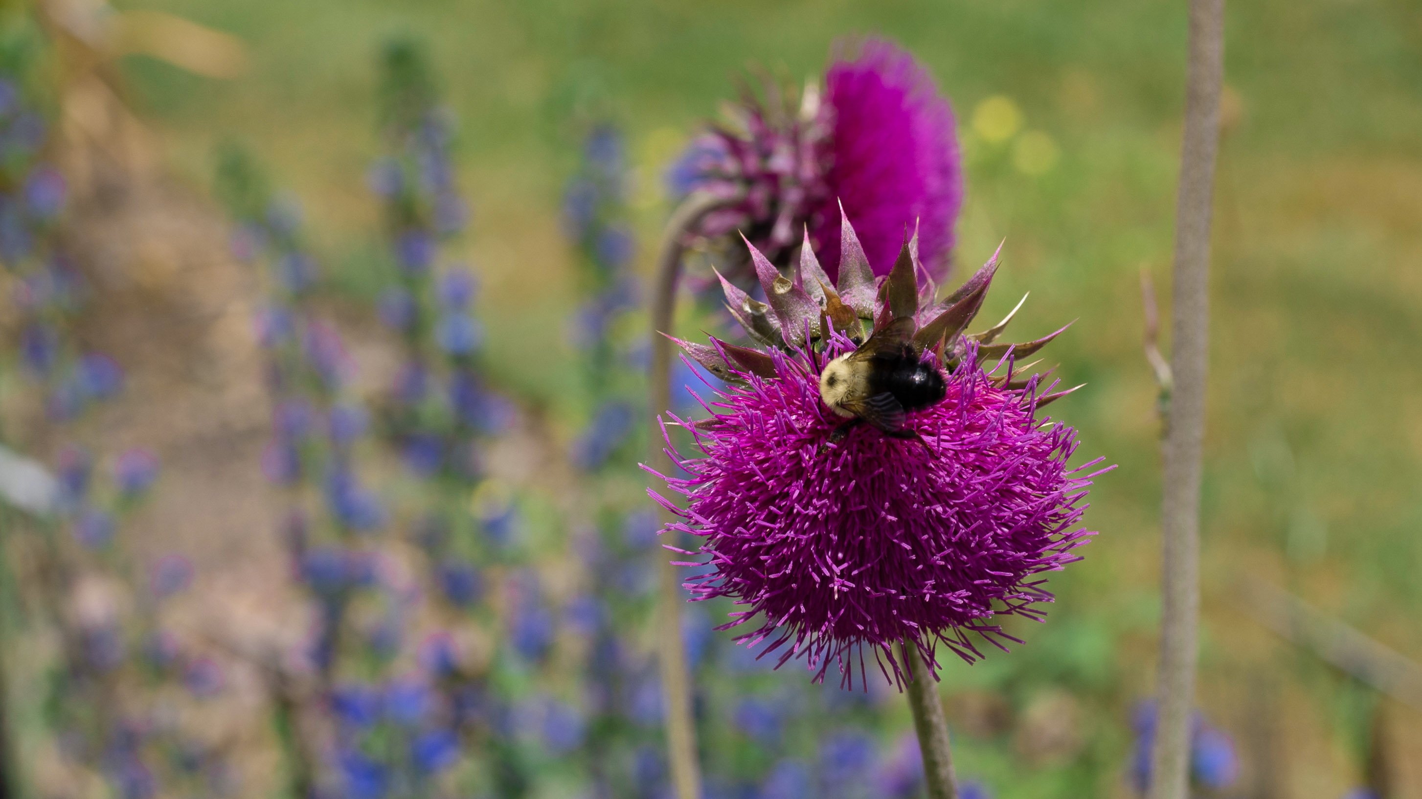 Bee on flower