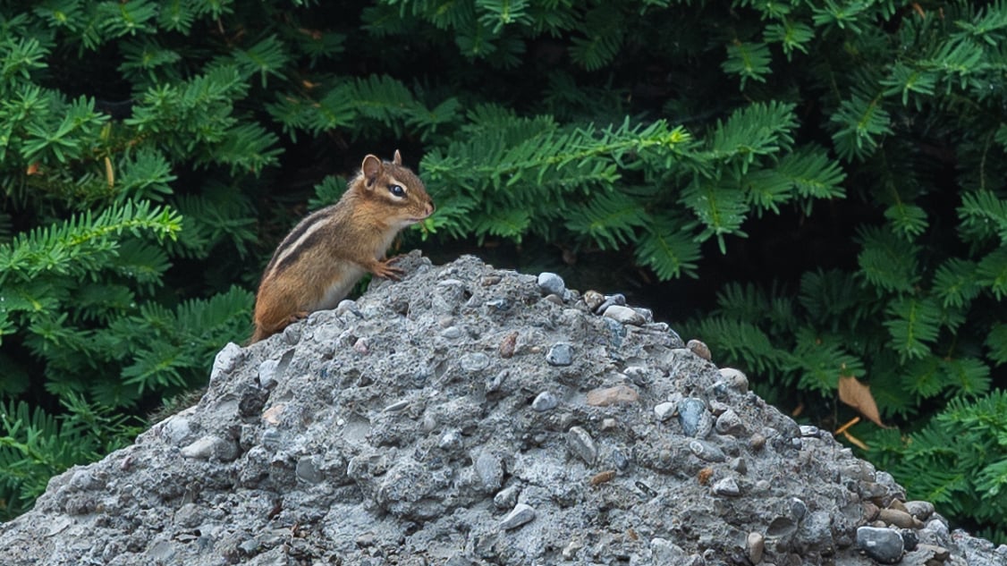 Chipmunk on top of concrete mound