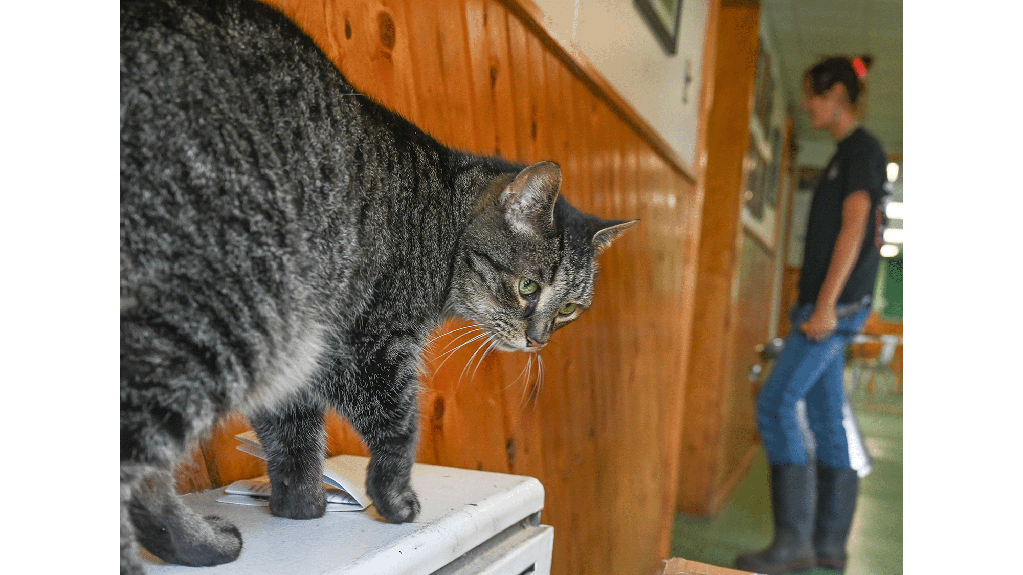 Boots, a gray cat, at Dairy Cattle Teaching Center