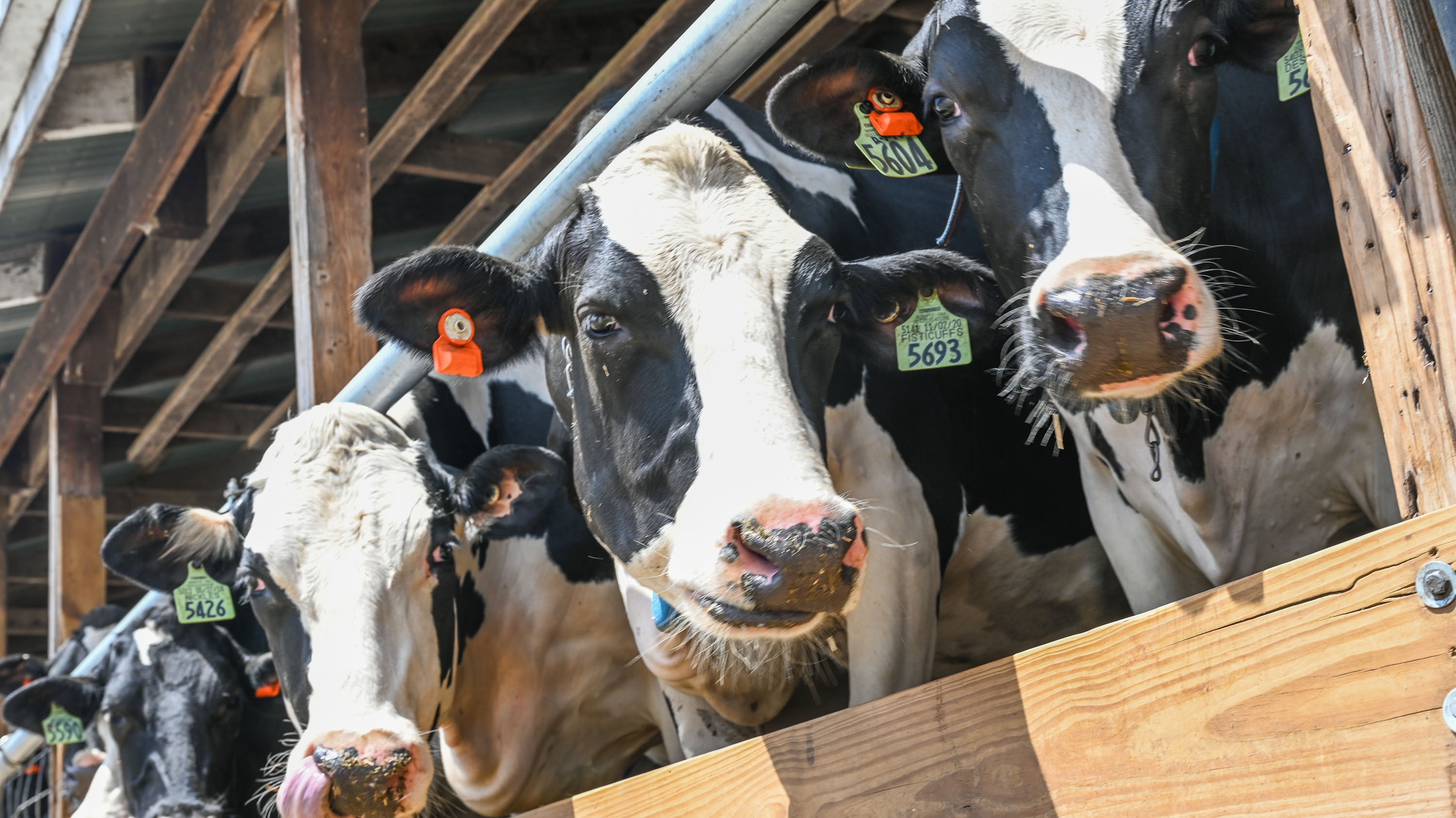 Cows at MSU Dairy Cattle Teaching and Research Center