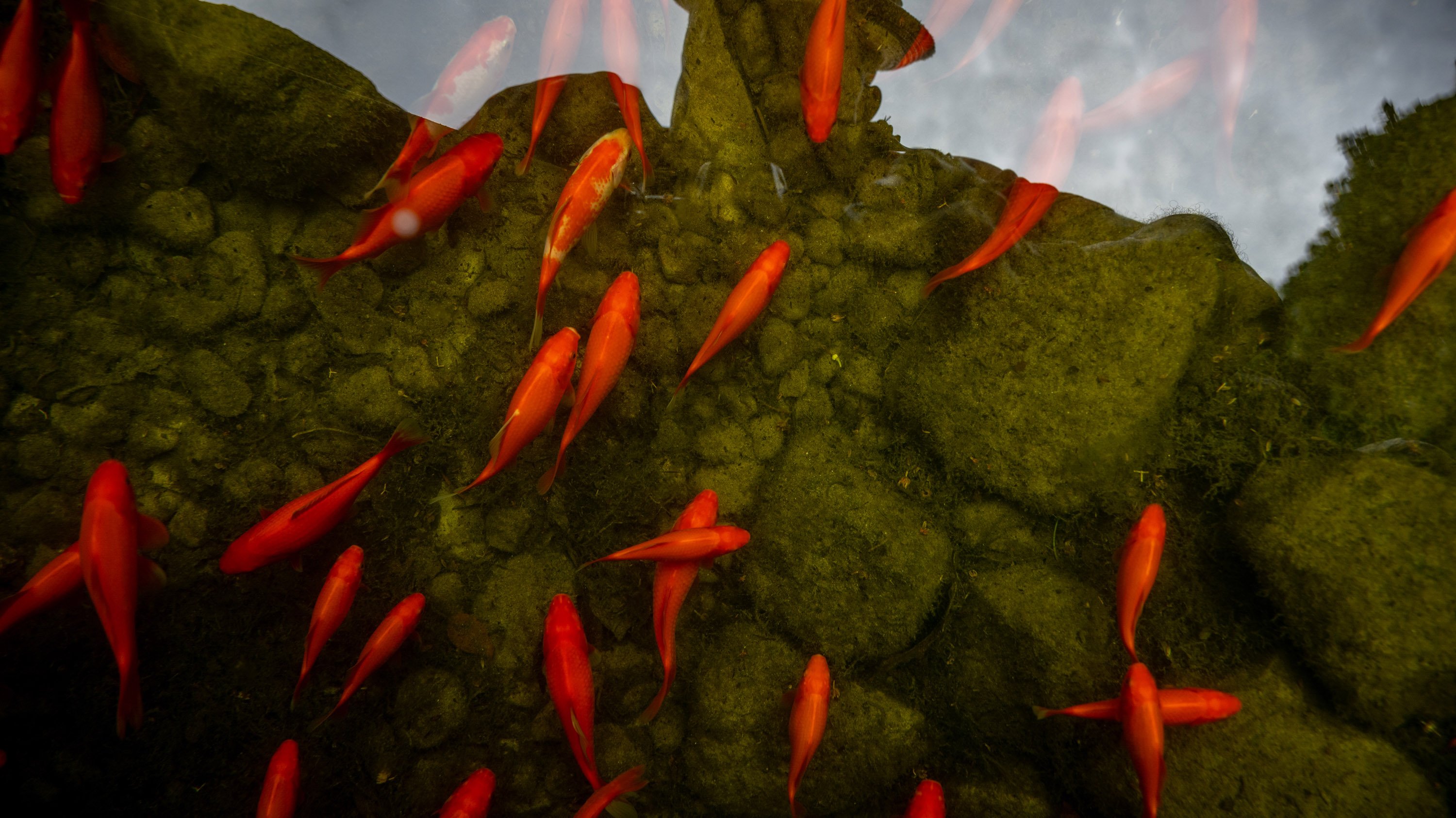 Goldfish in pond