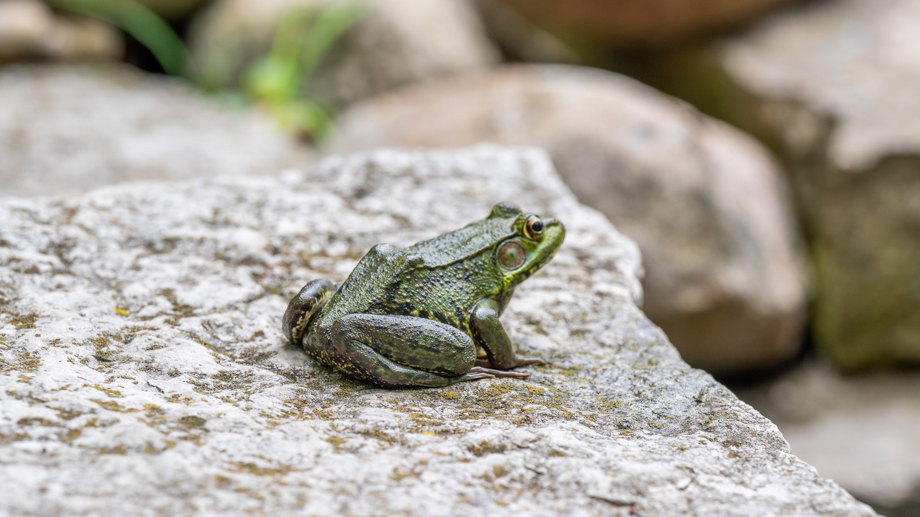 Frog sitting on rock in Radiation Healing Gardens