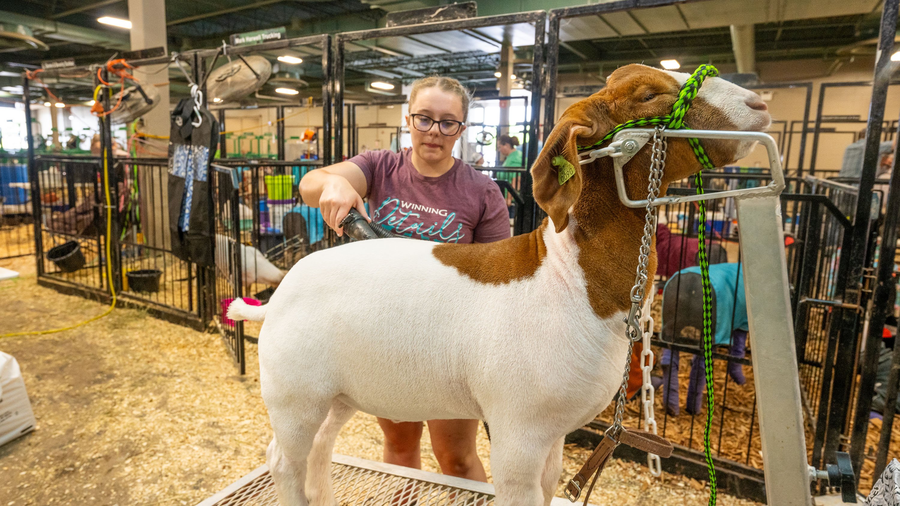 Goat on grooming table at livestock expo