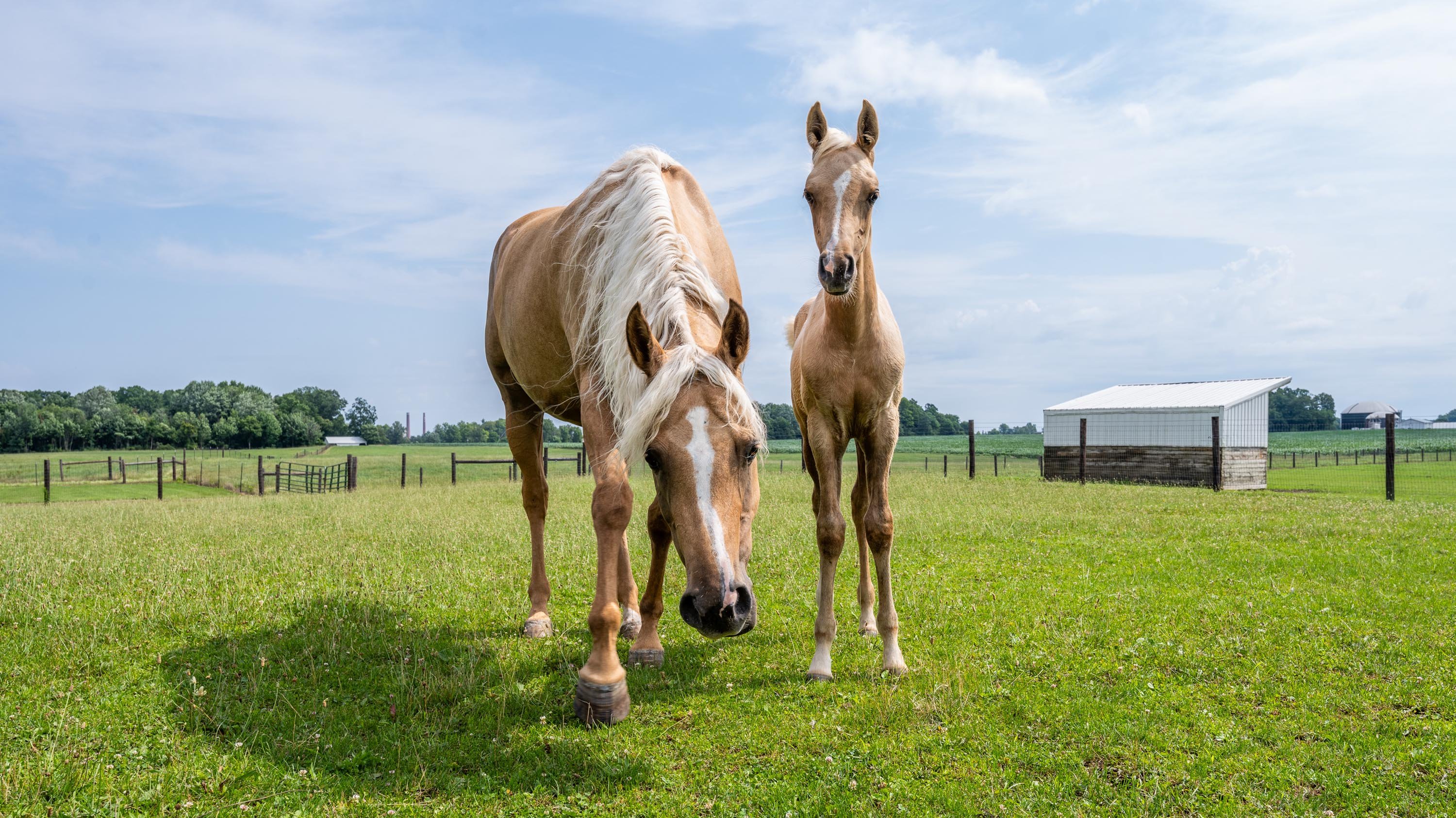 Horse and foal