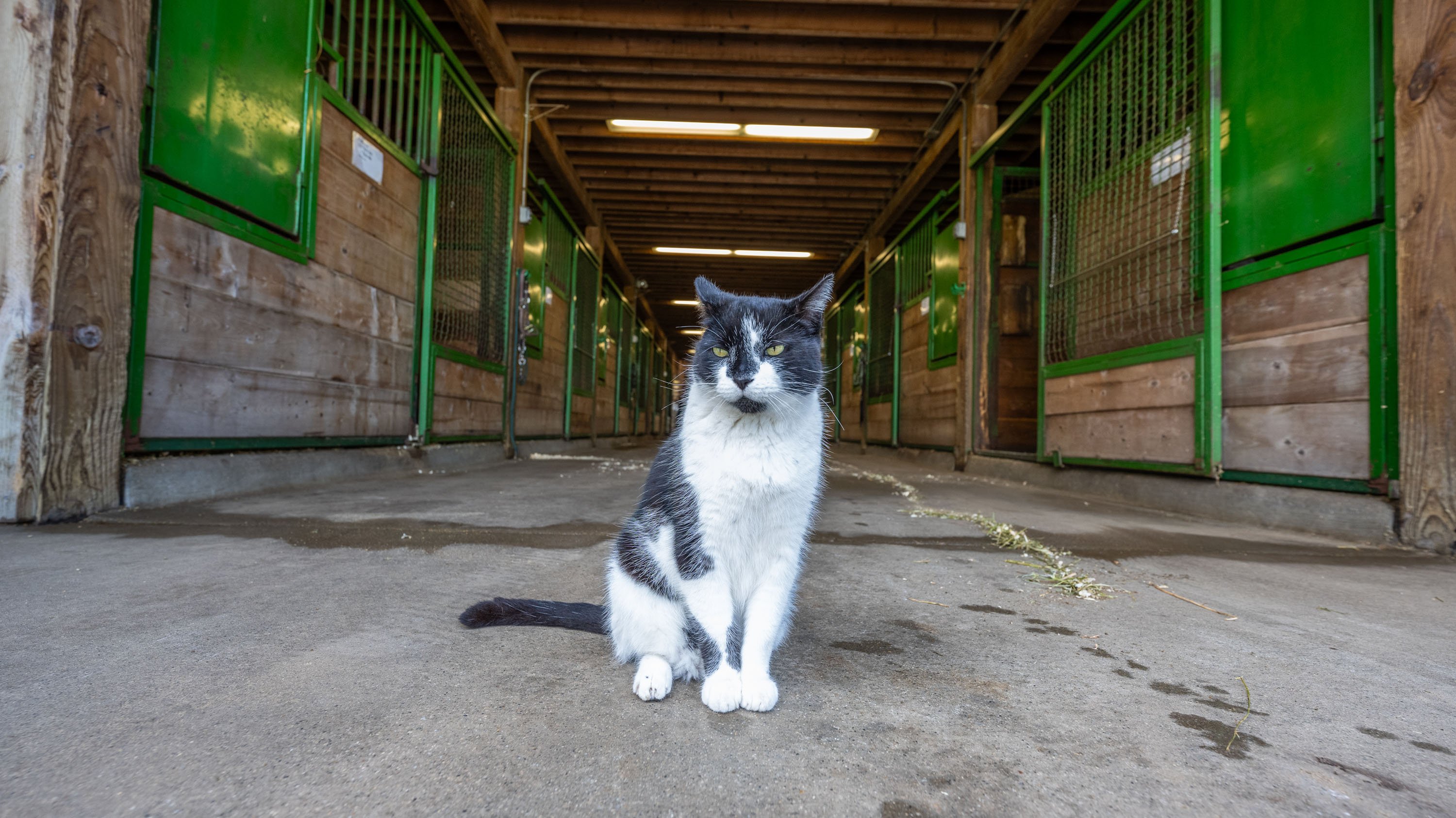 Cat sitting in stable
