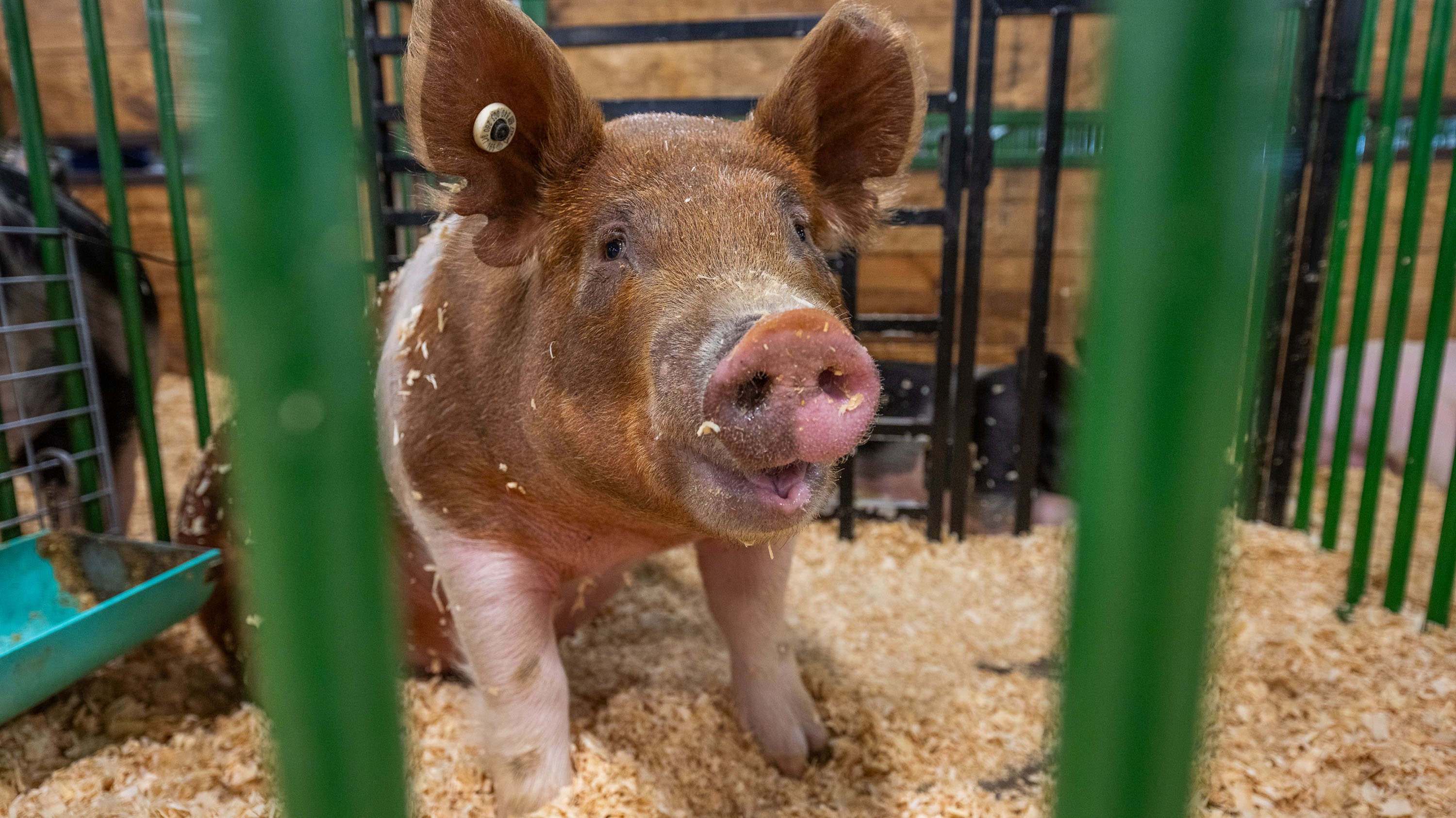 Pig at livestock expo