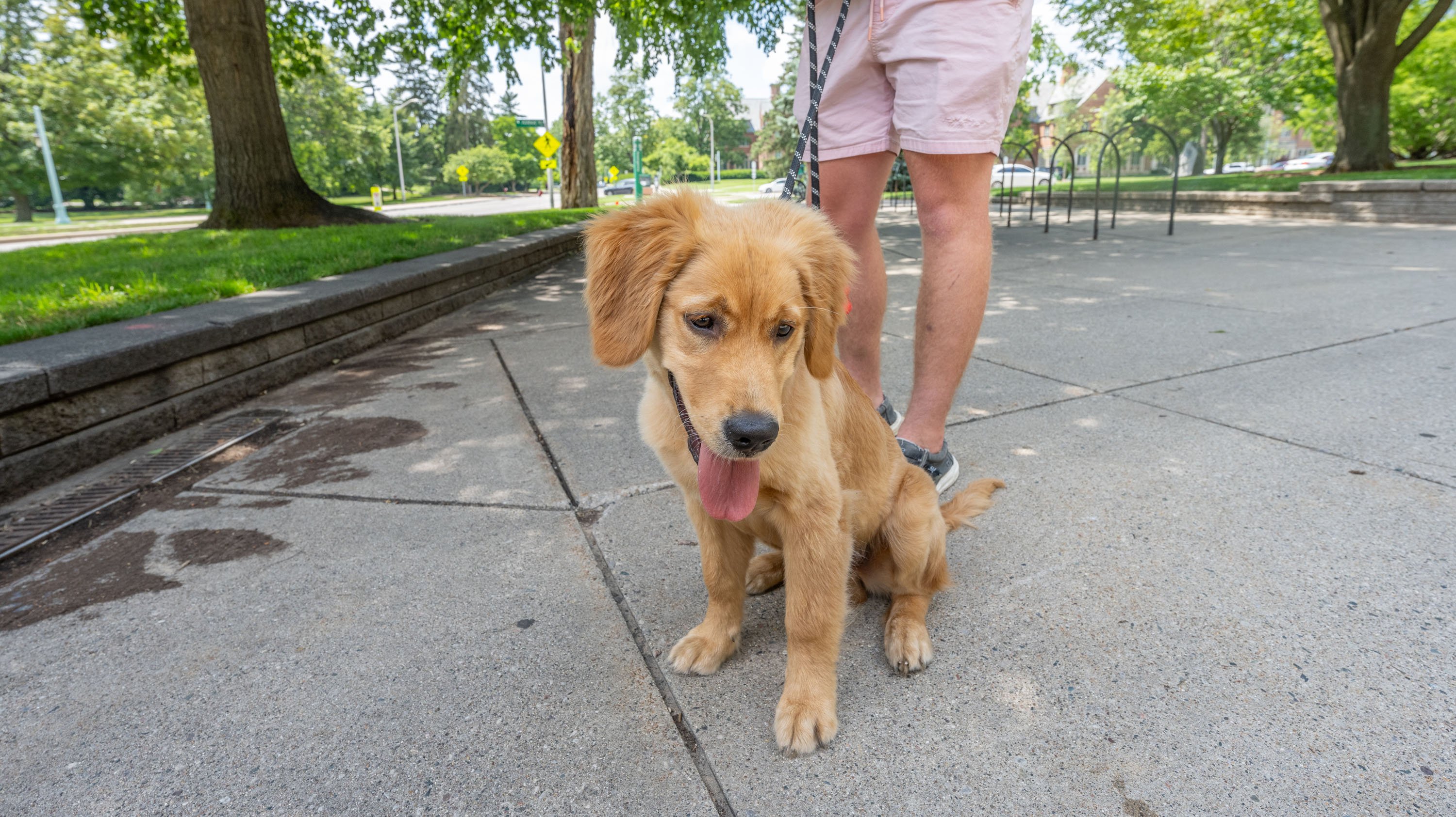 Golden retriever puppy