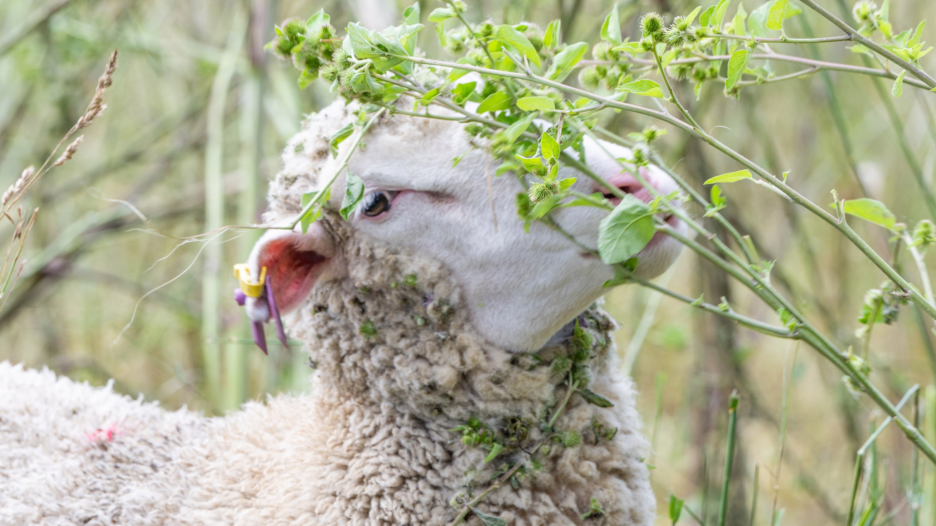 Sheep eating leaves off a branch