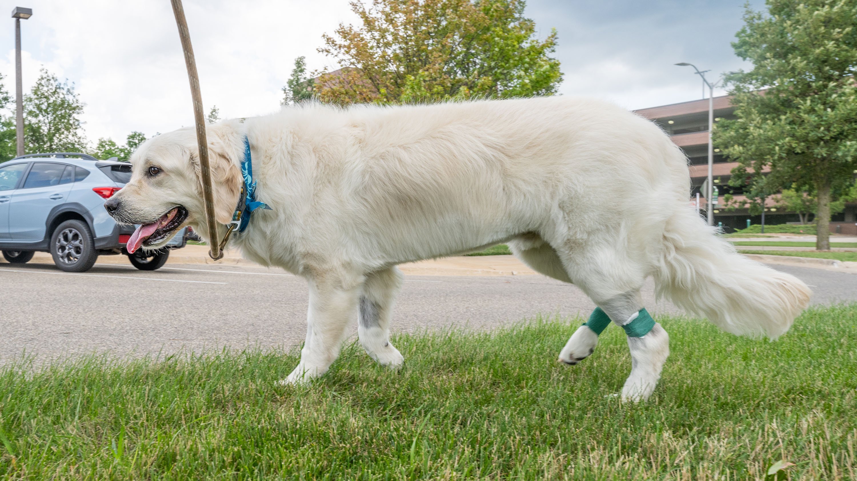 Dog with green bandages on legs
