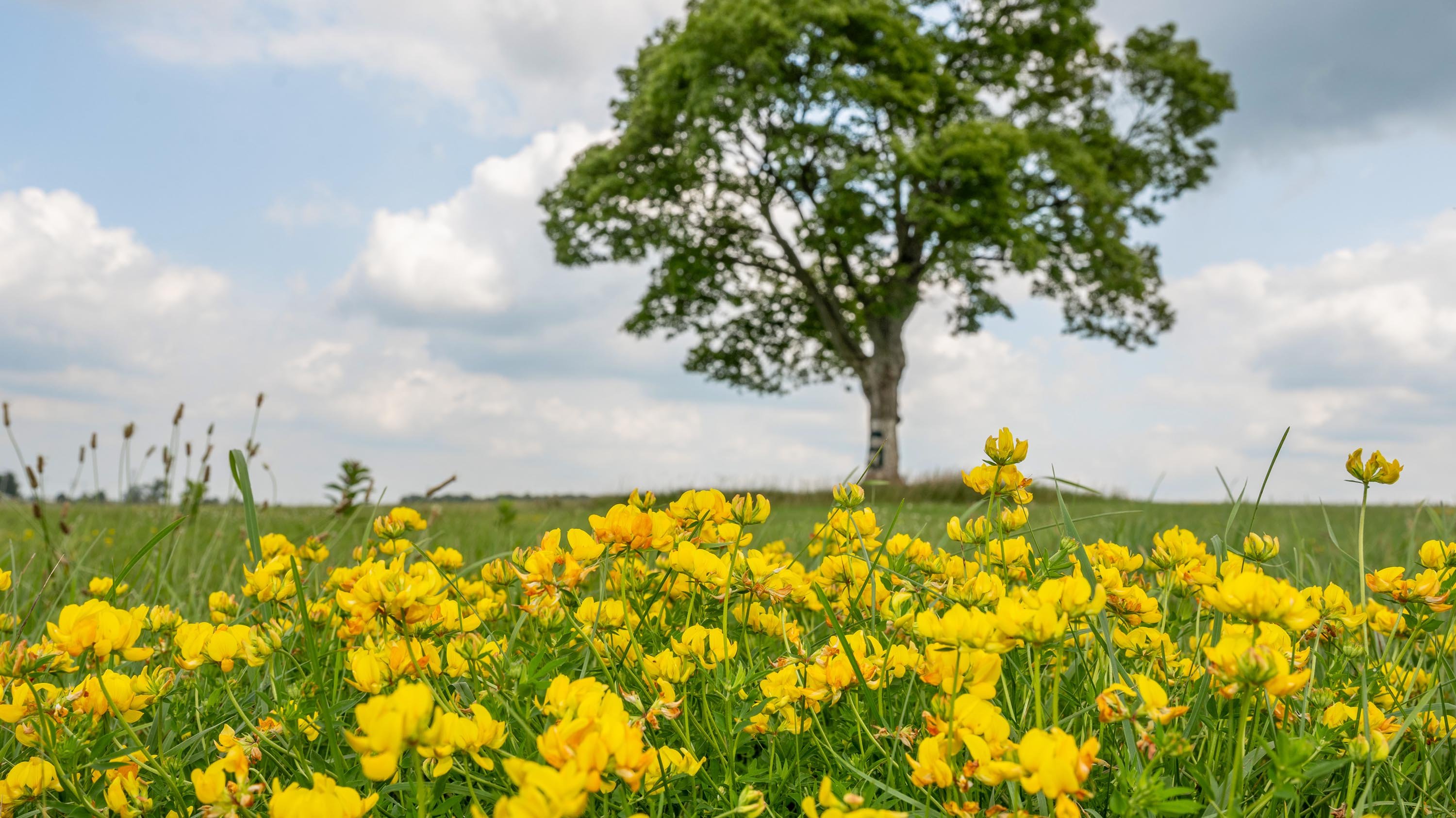 Block S tree behind yellow flowers