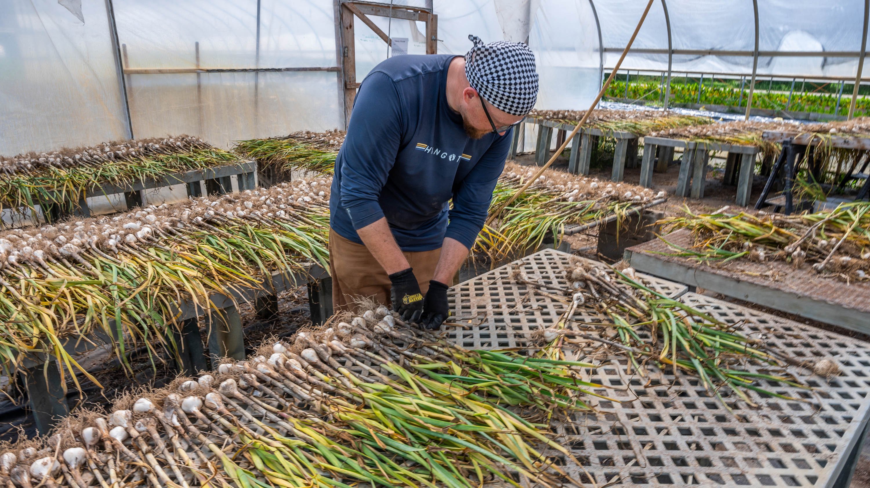 Dave Warner inspecting newly harvested garlic