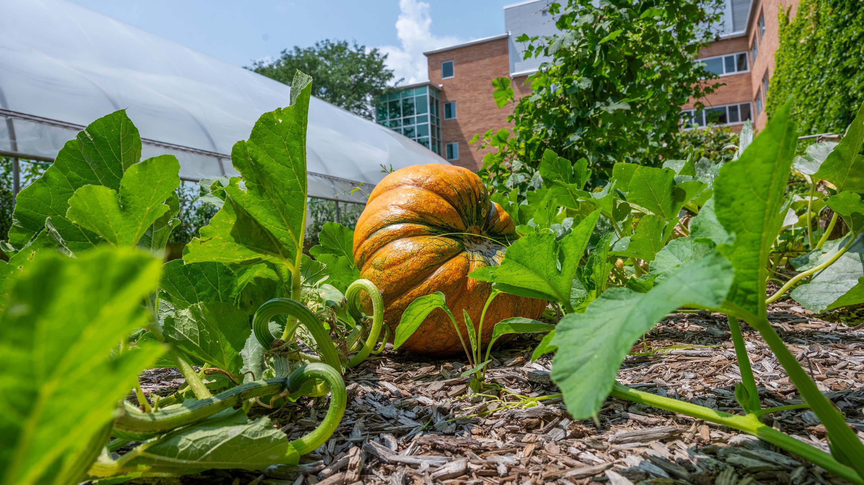 Pumpkin growing outside Bailey GREENHouse