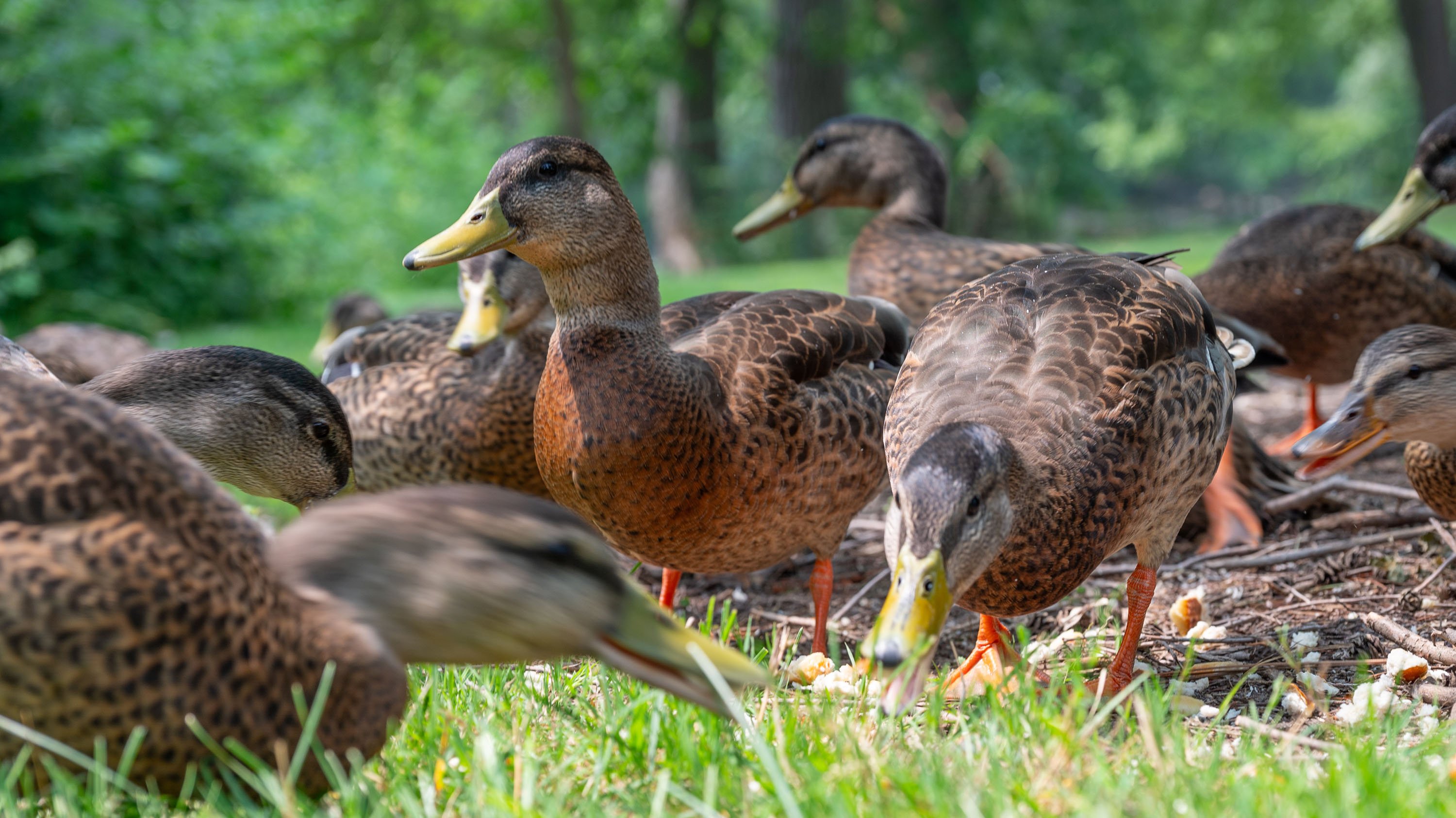Group of ducks feeding in the grass