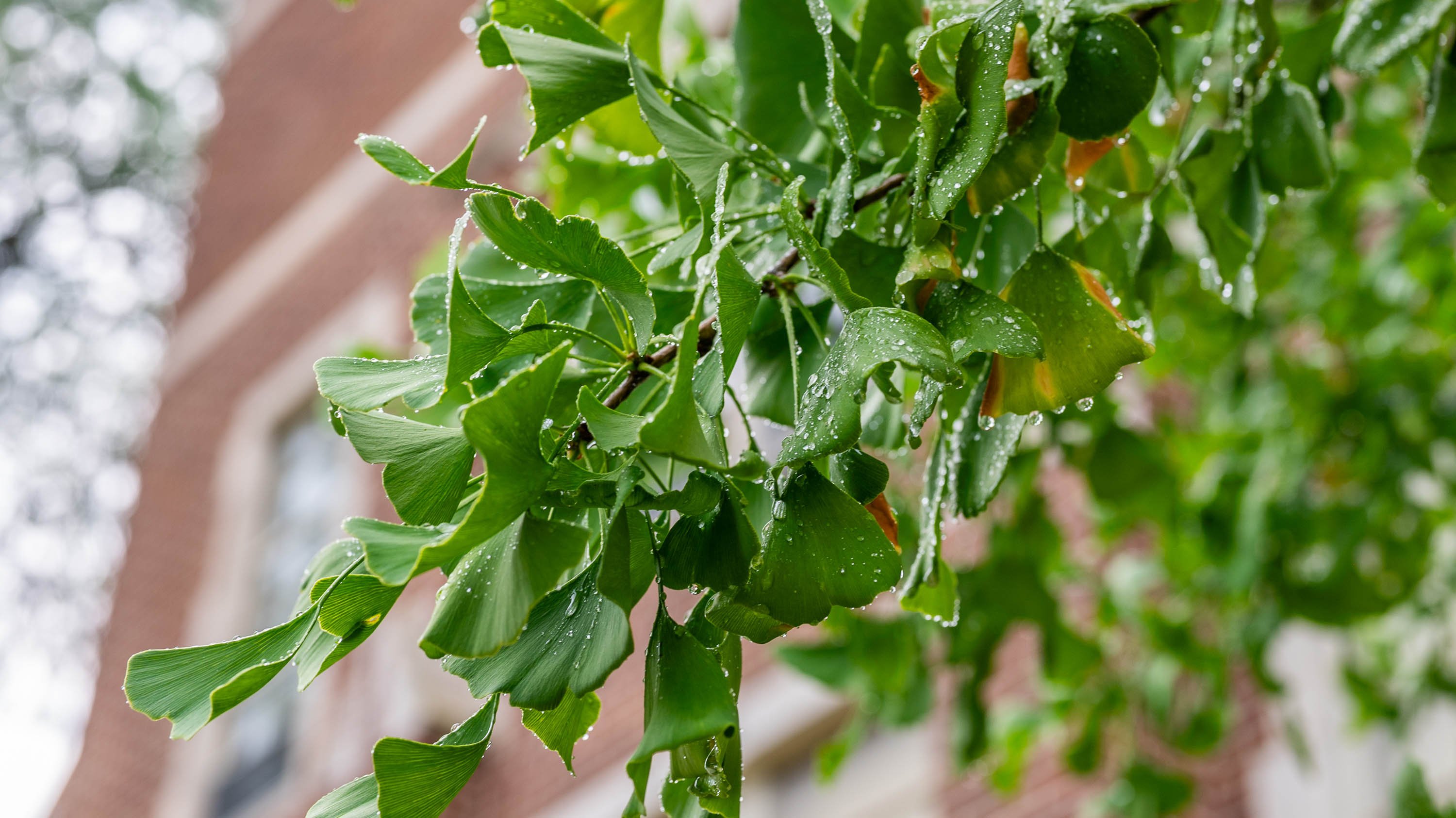Raindrops on leaves of a gingko tree
