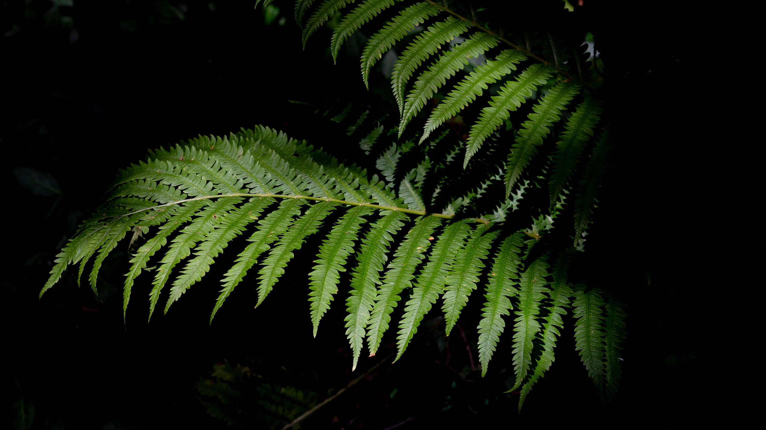 Fern fronds