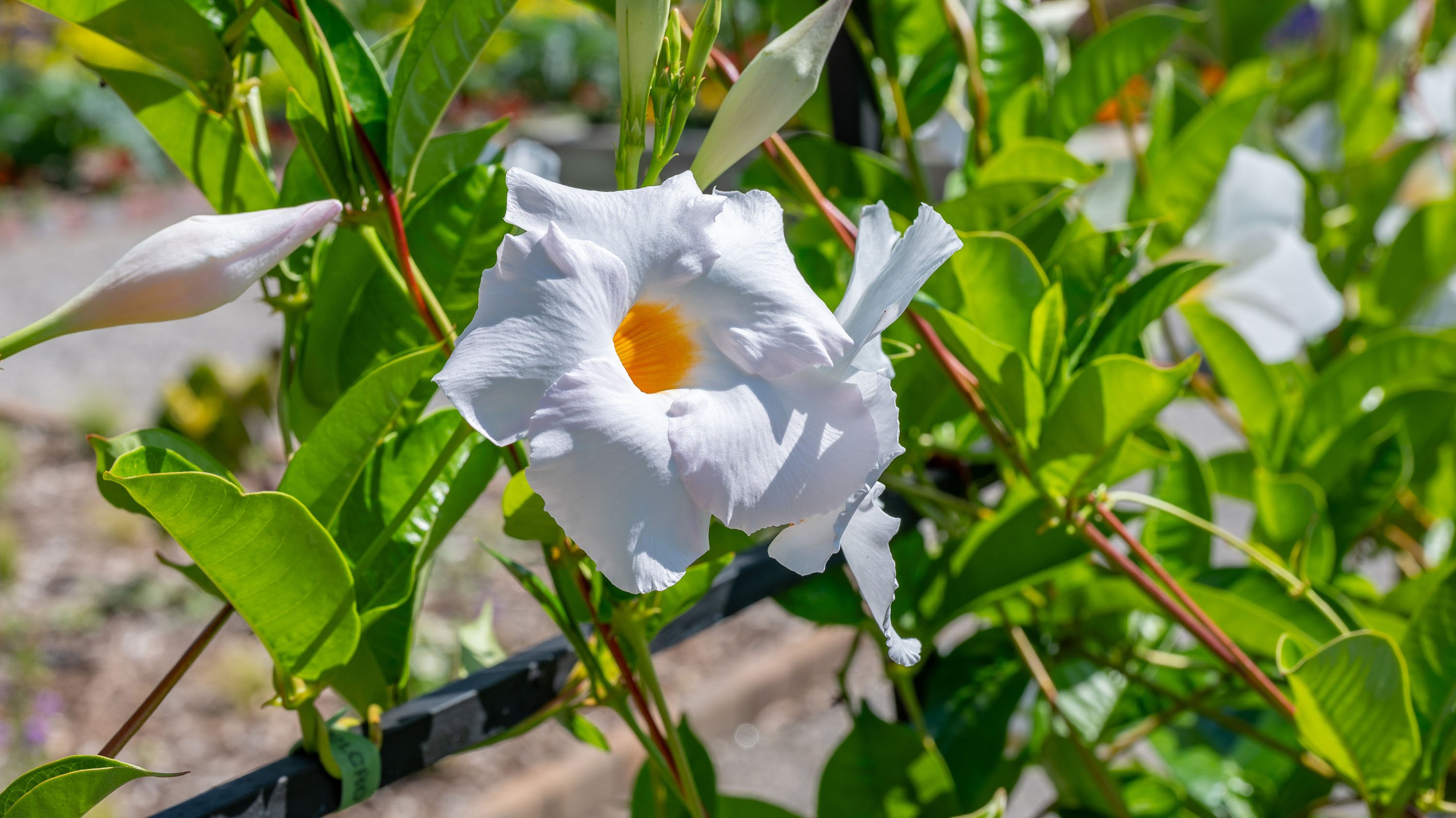 White mandeville bloom