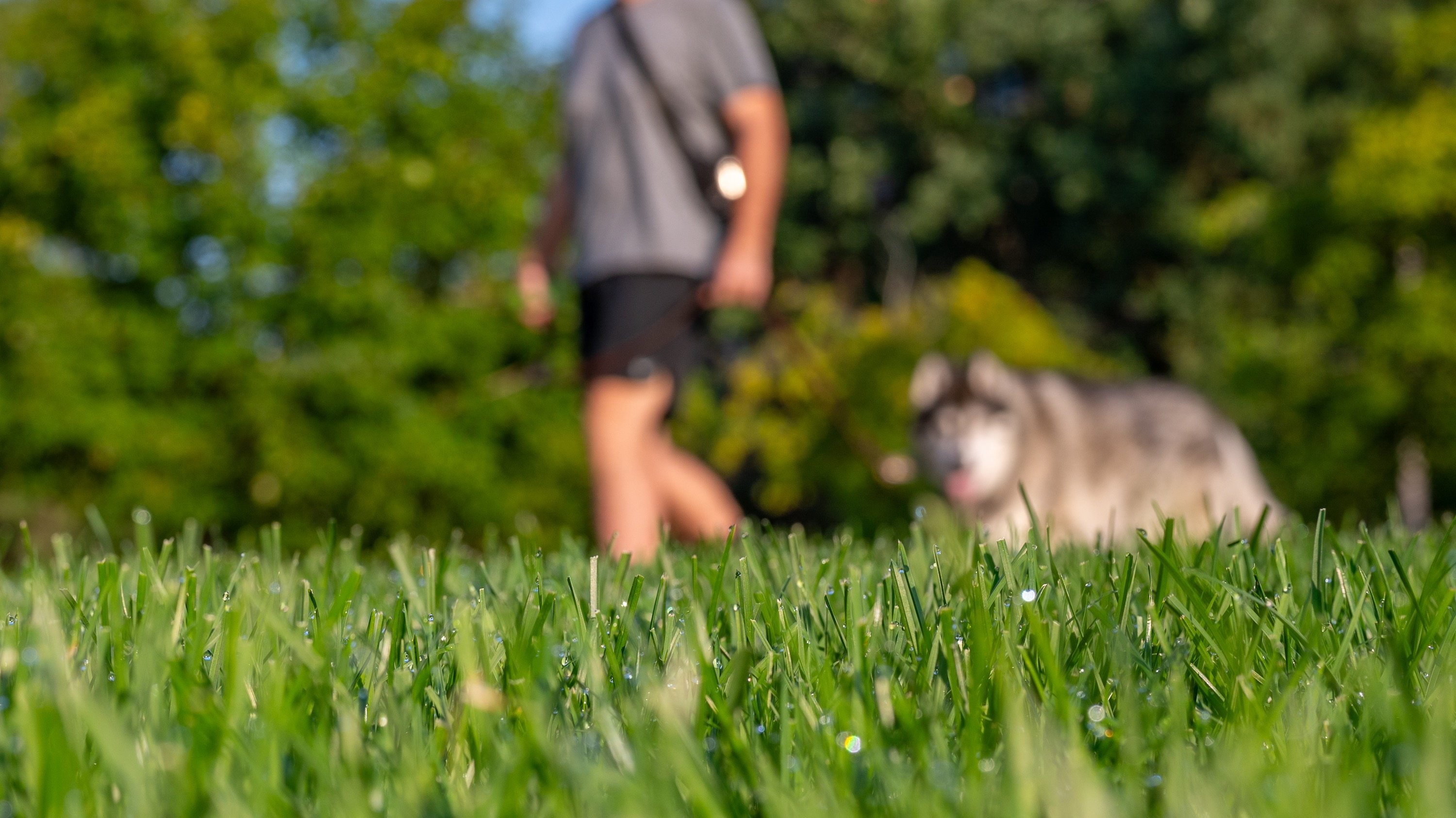 Dew sparkles on blades of grass in the foreground, a blurry image of a dog and a dogwalker is in the background.