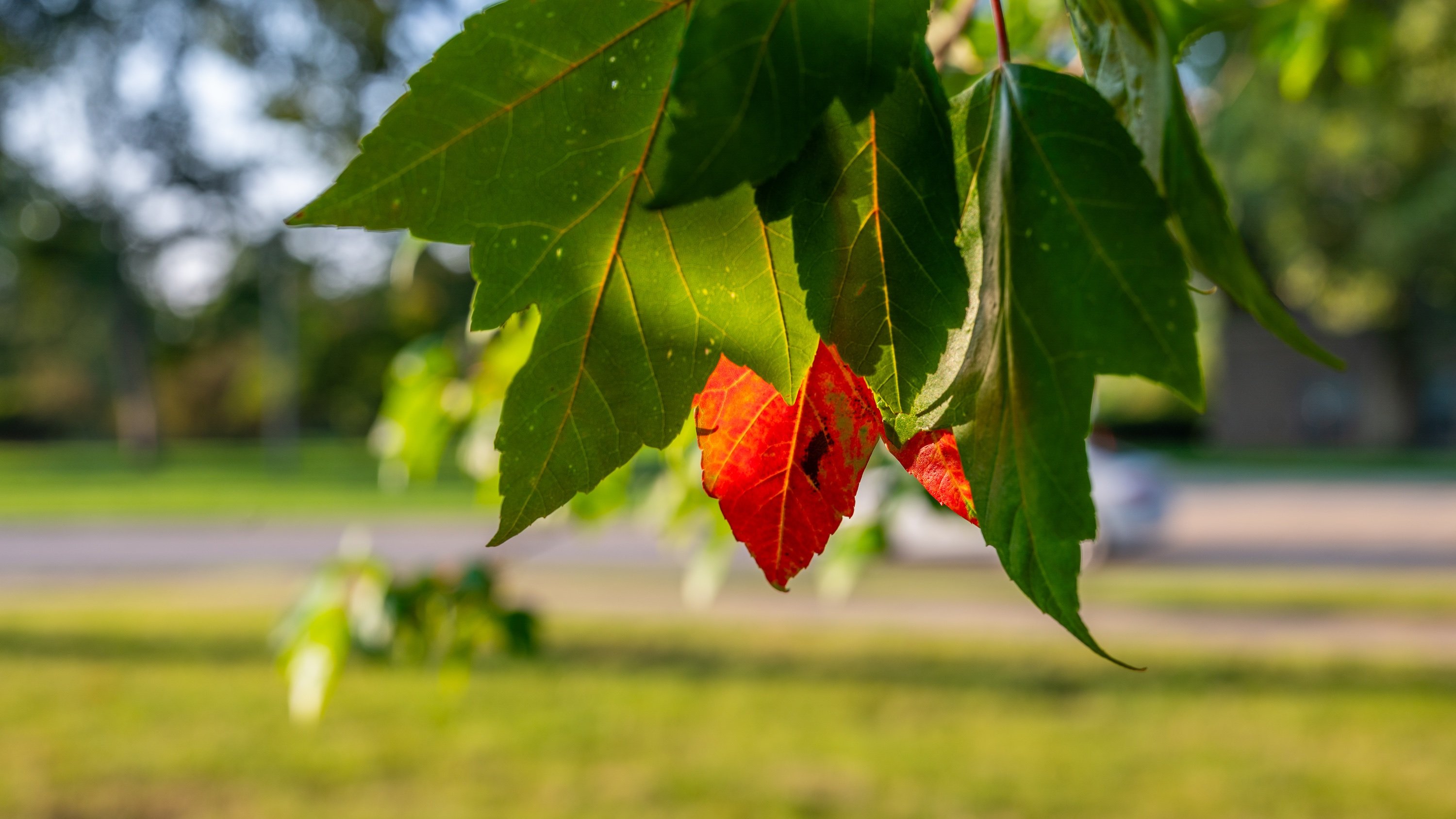Two small red leaves, one of which is in the shape of a heart, peak out behind the green leaves of a Red Maple