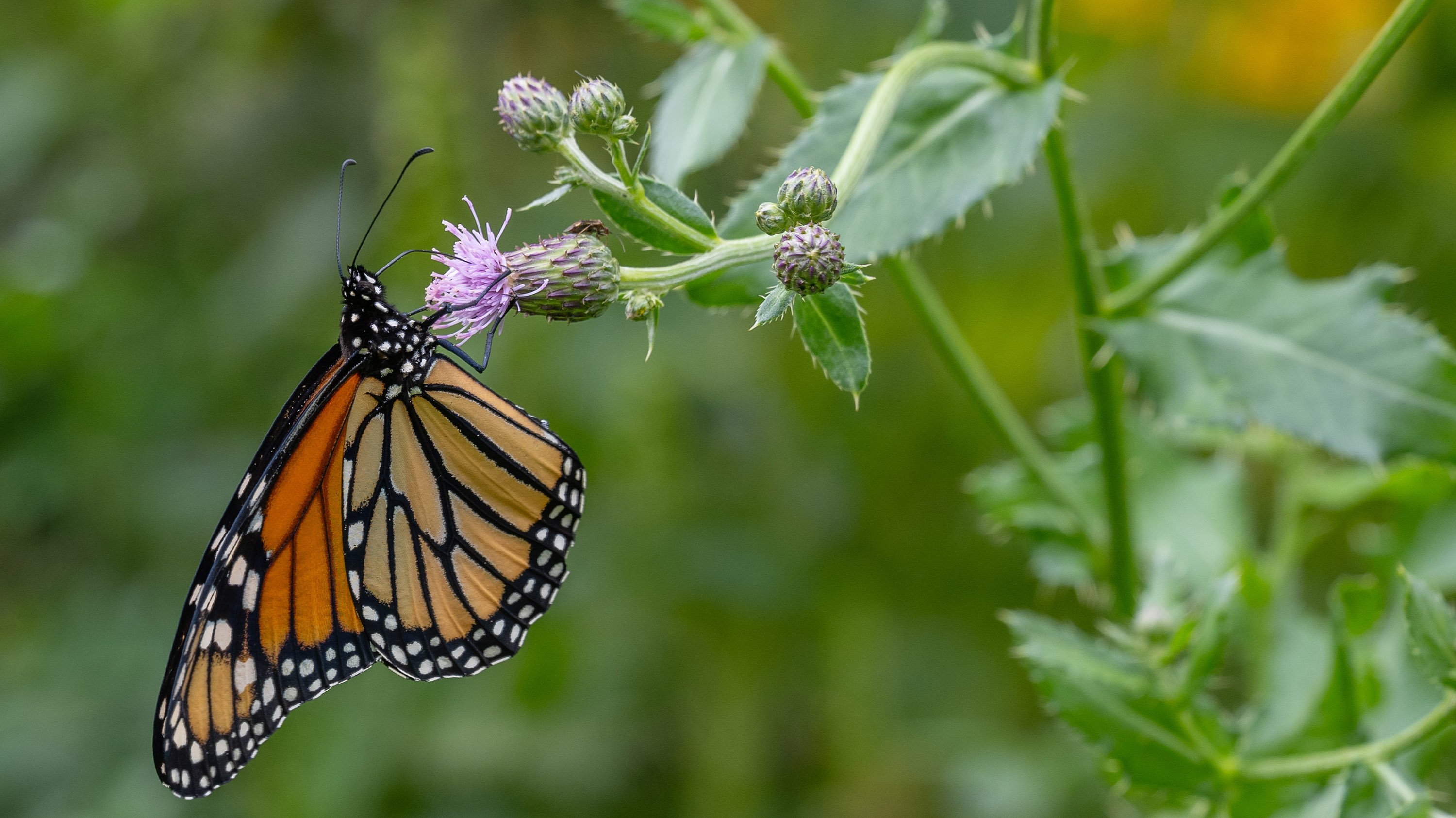 Monarch butterfly resting on a flower
