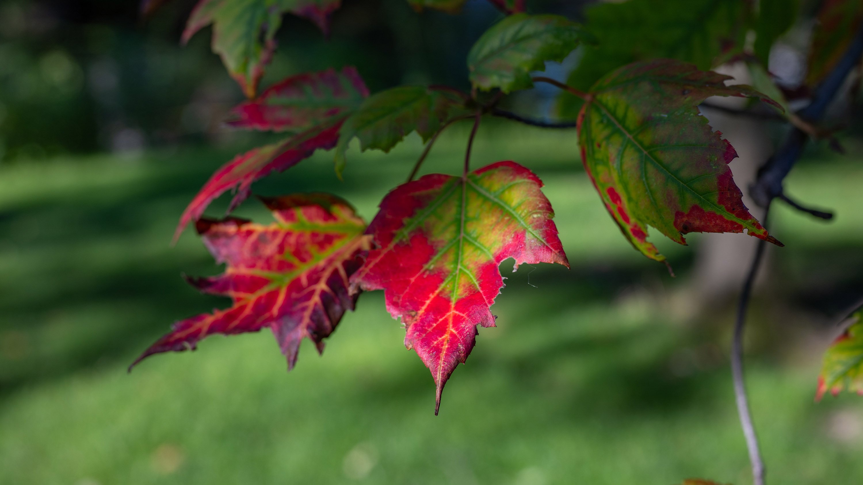 Leaves tipped with red color