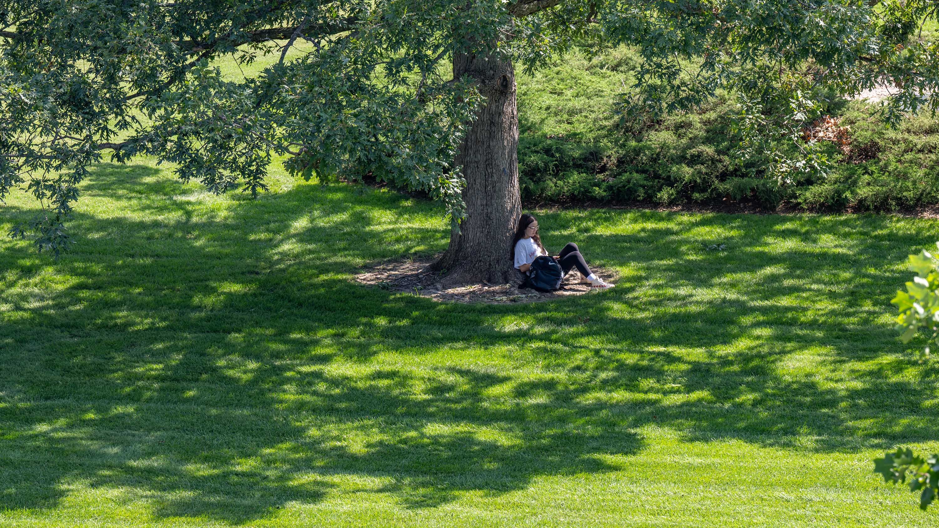Student sitting under tree