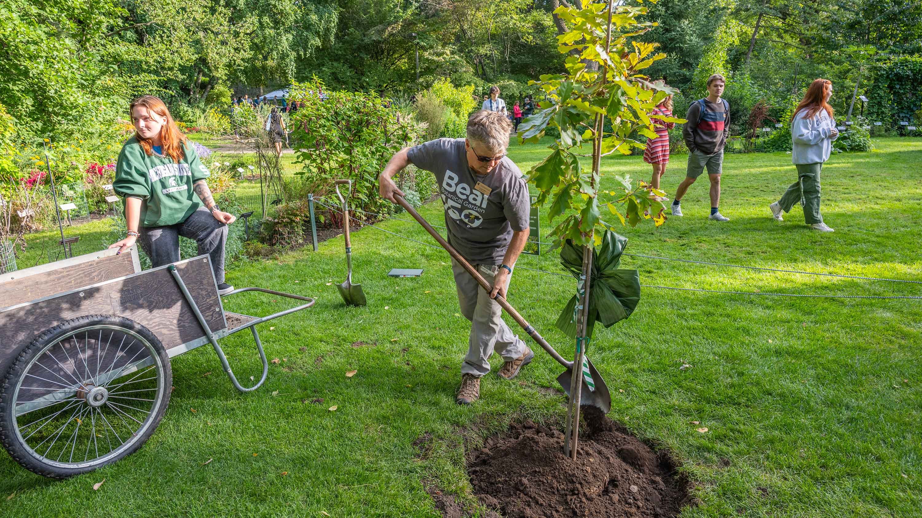 Person planting a tree in Beal Garden