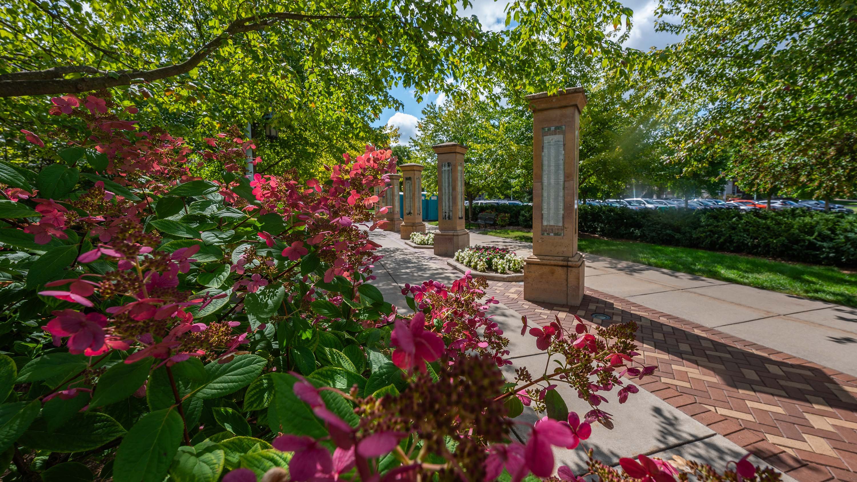 Red hydrangeas in the Benefactor's Plaza