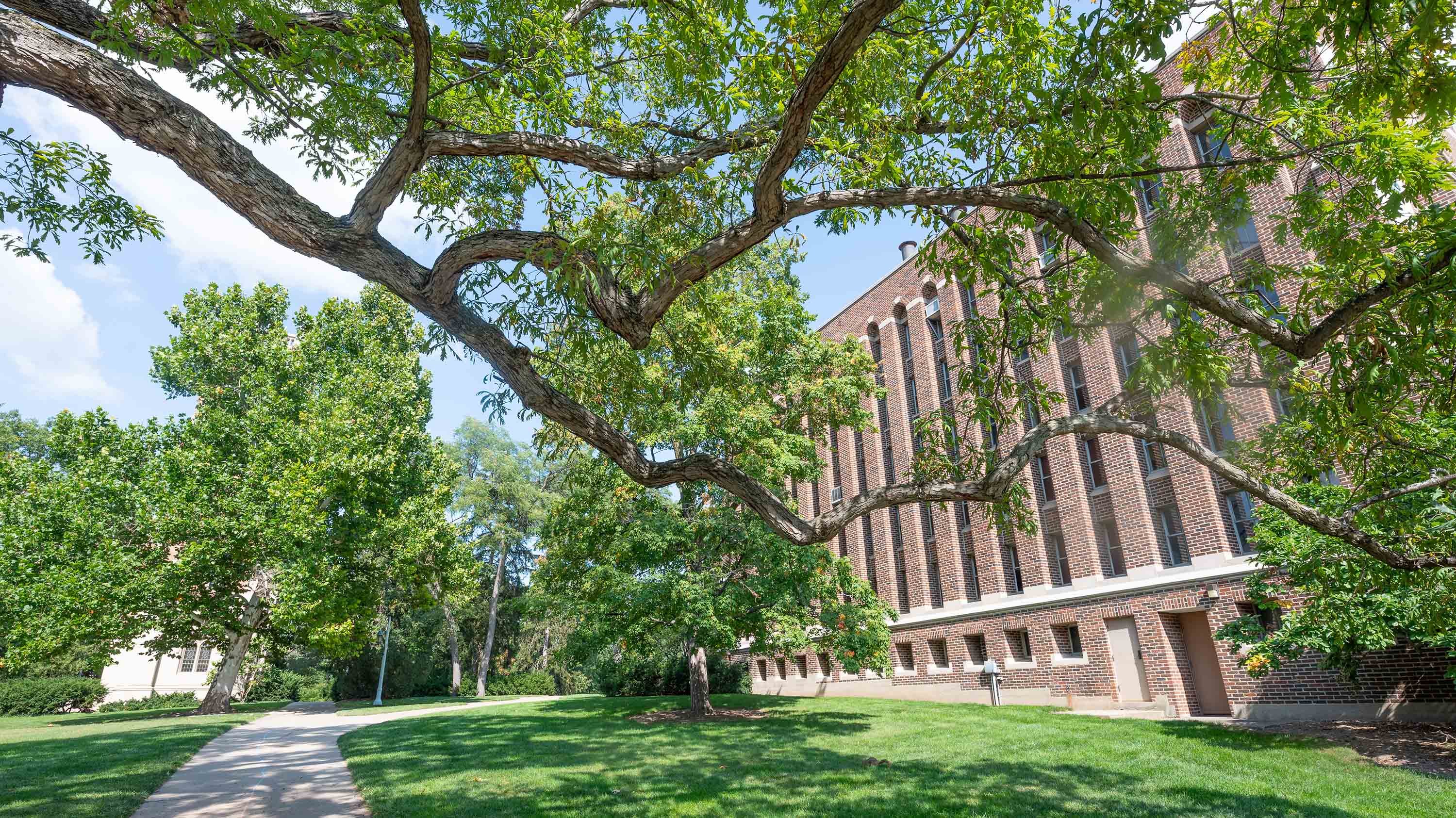 Crooked tree branch near MSU Museum
