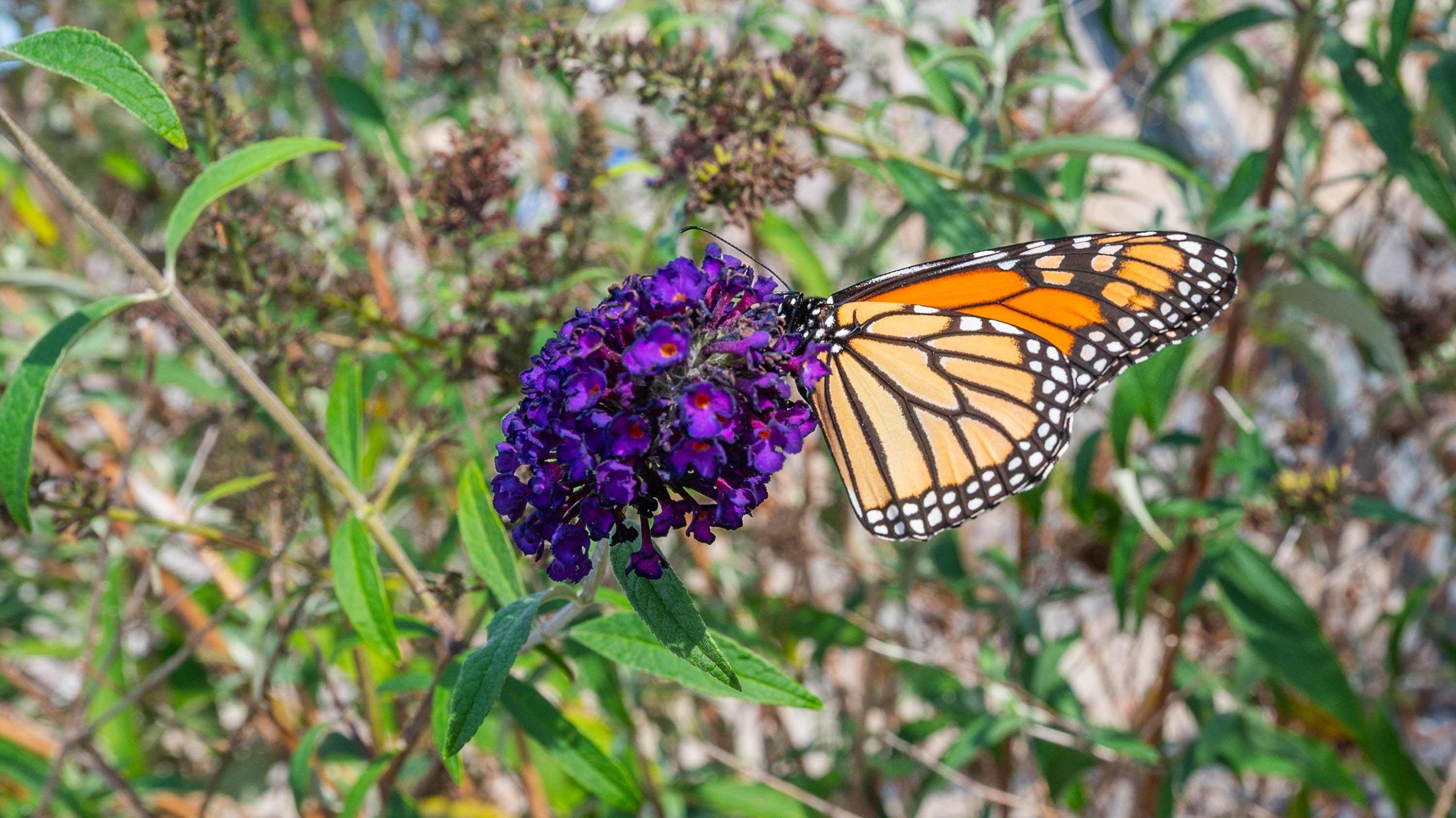 Monarch butterfly resting on bloom of butterfly bush