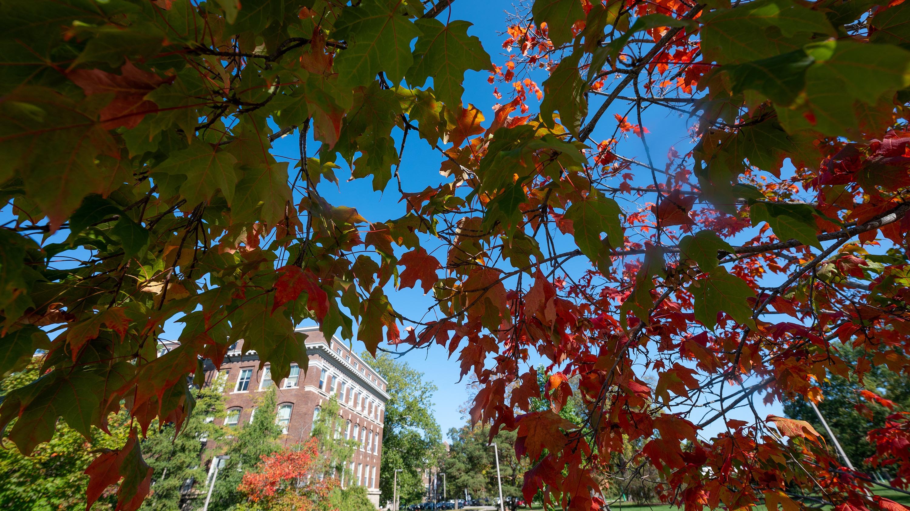 Autumn leaves