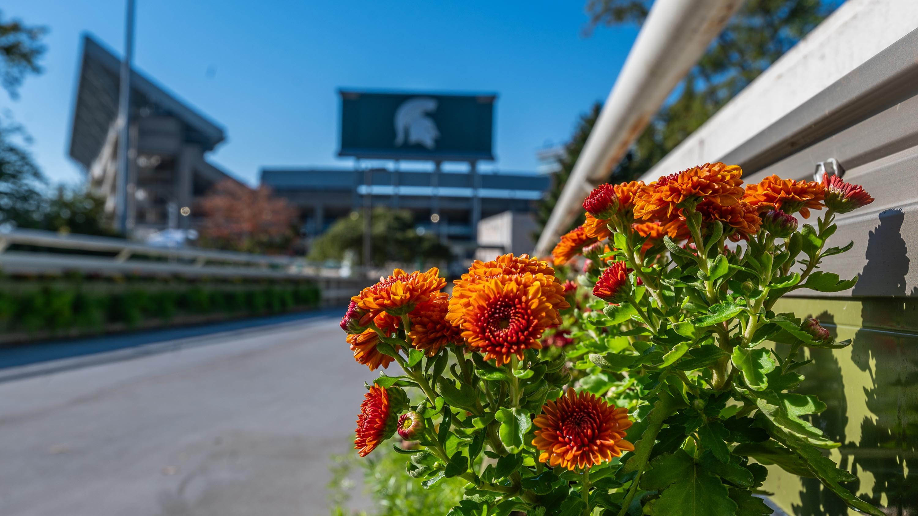 Mums with Spartan Stadium in background