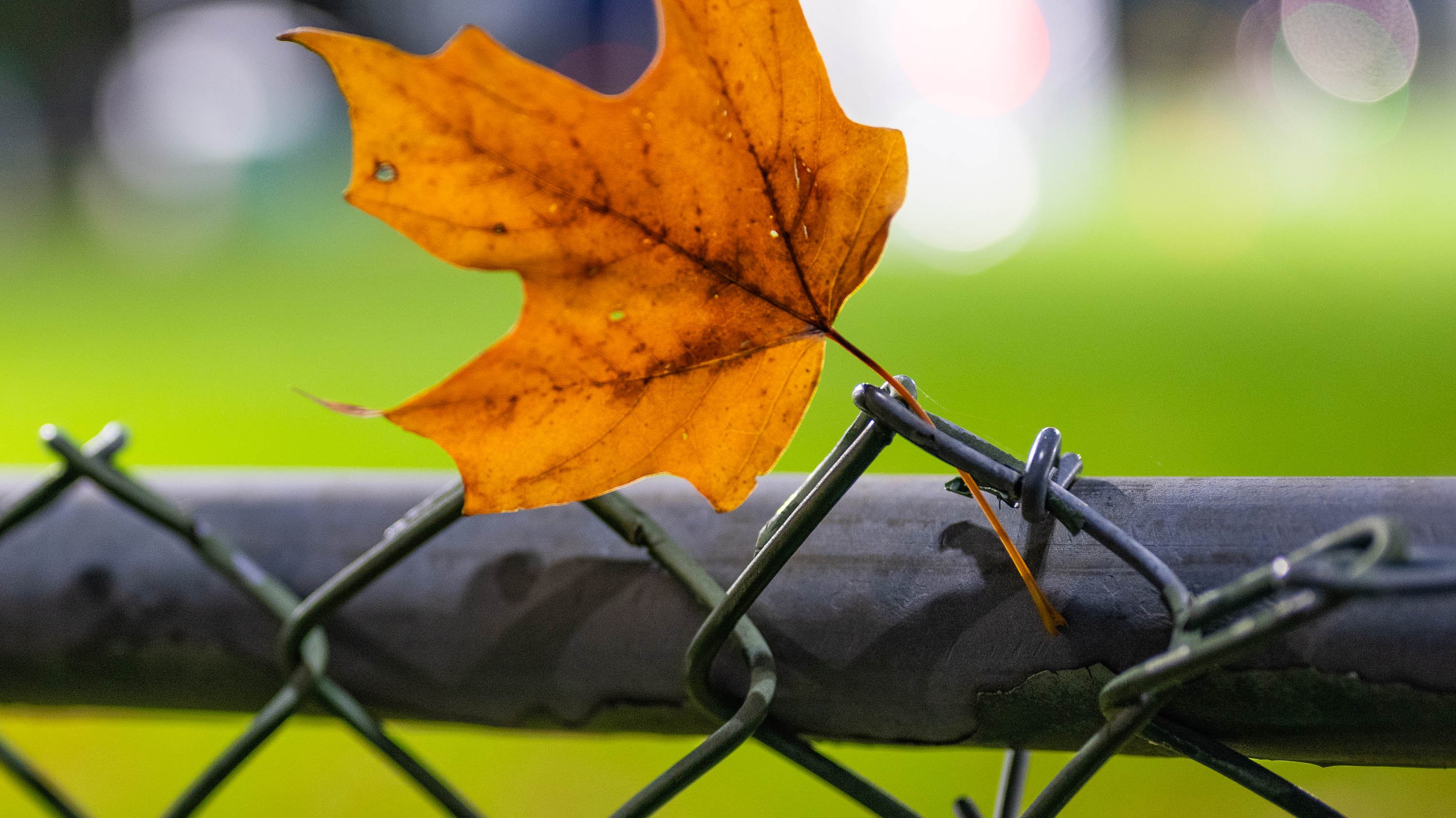 Leaf caught in a chain-link fence