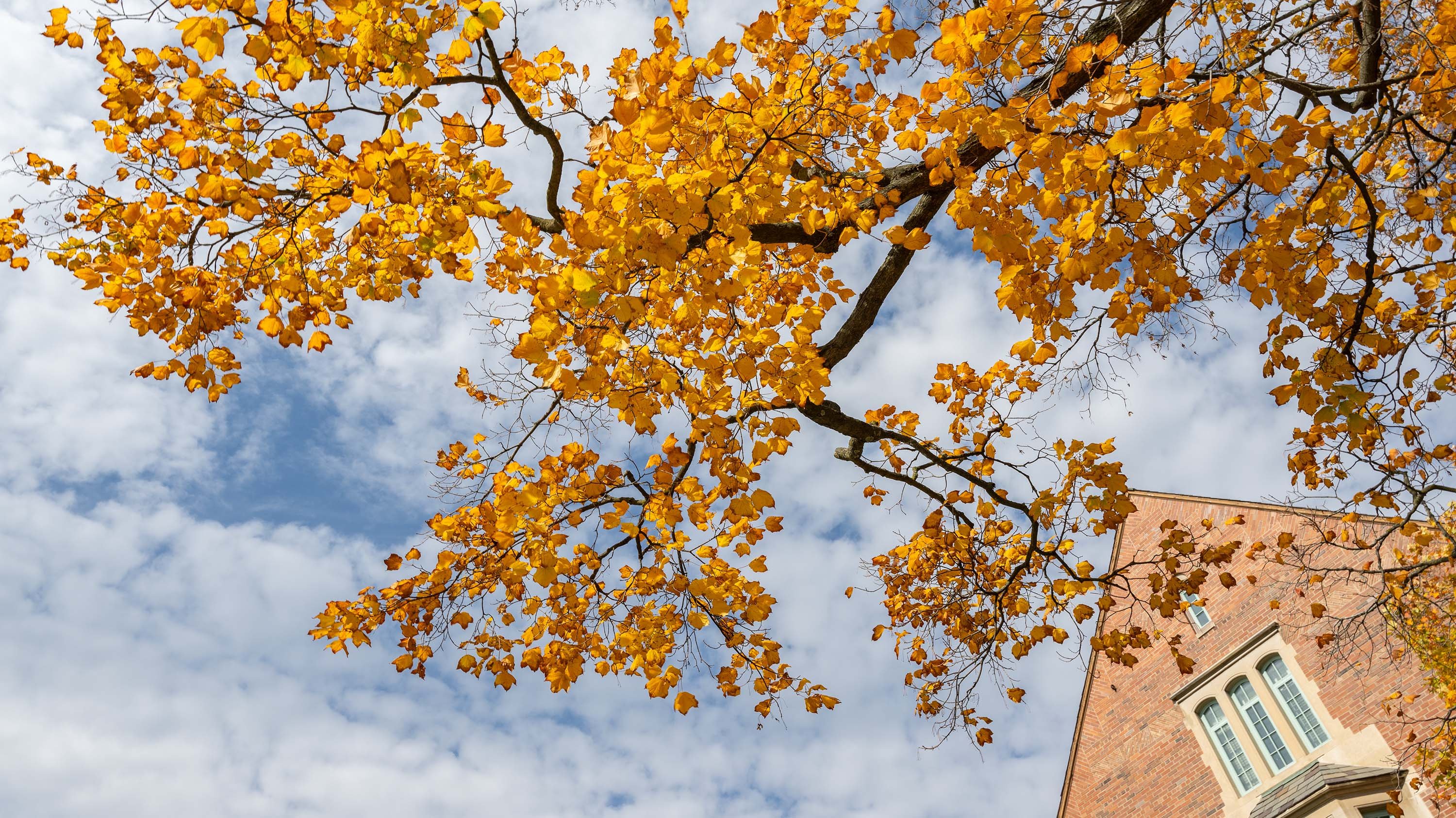 Yellow leaves framed against the sky and Landon Hall