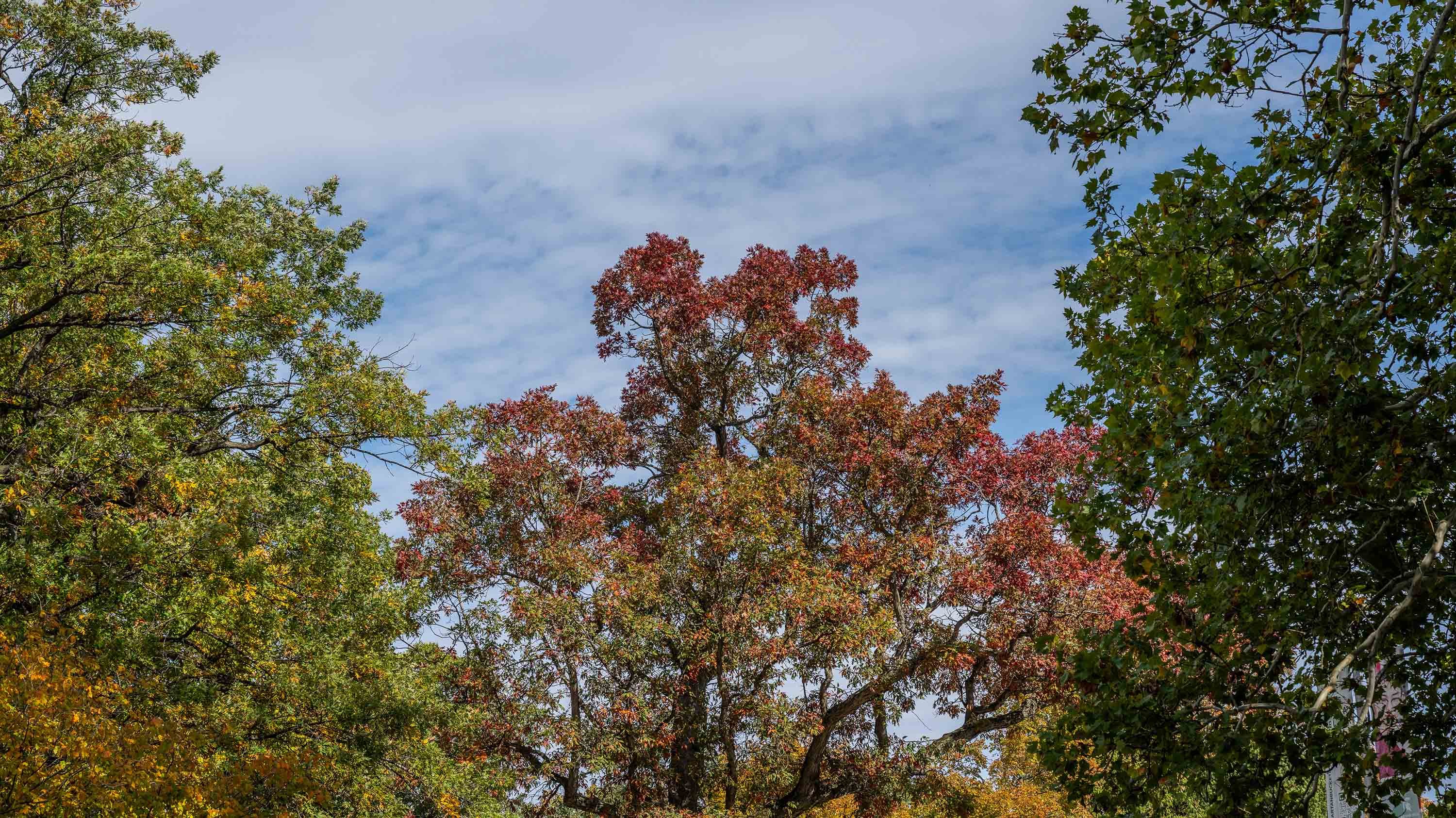 Autumn trees, with center tree resembling the top of a heart