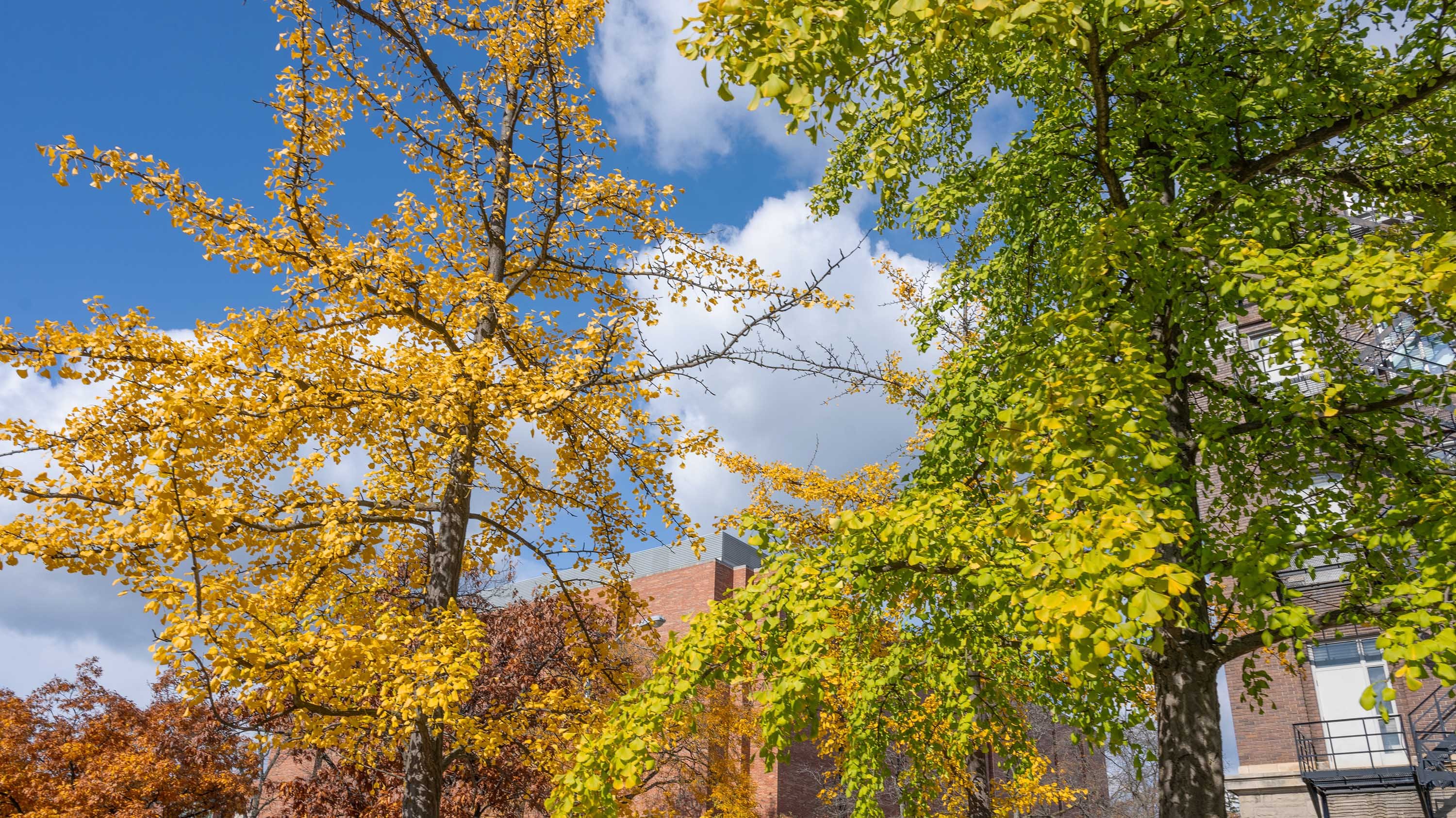 Gingko branches in fall