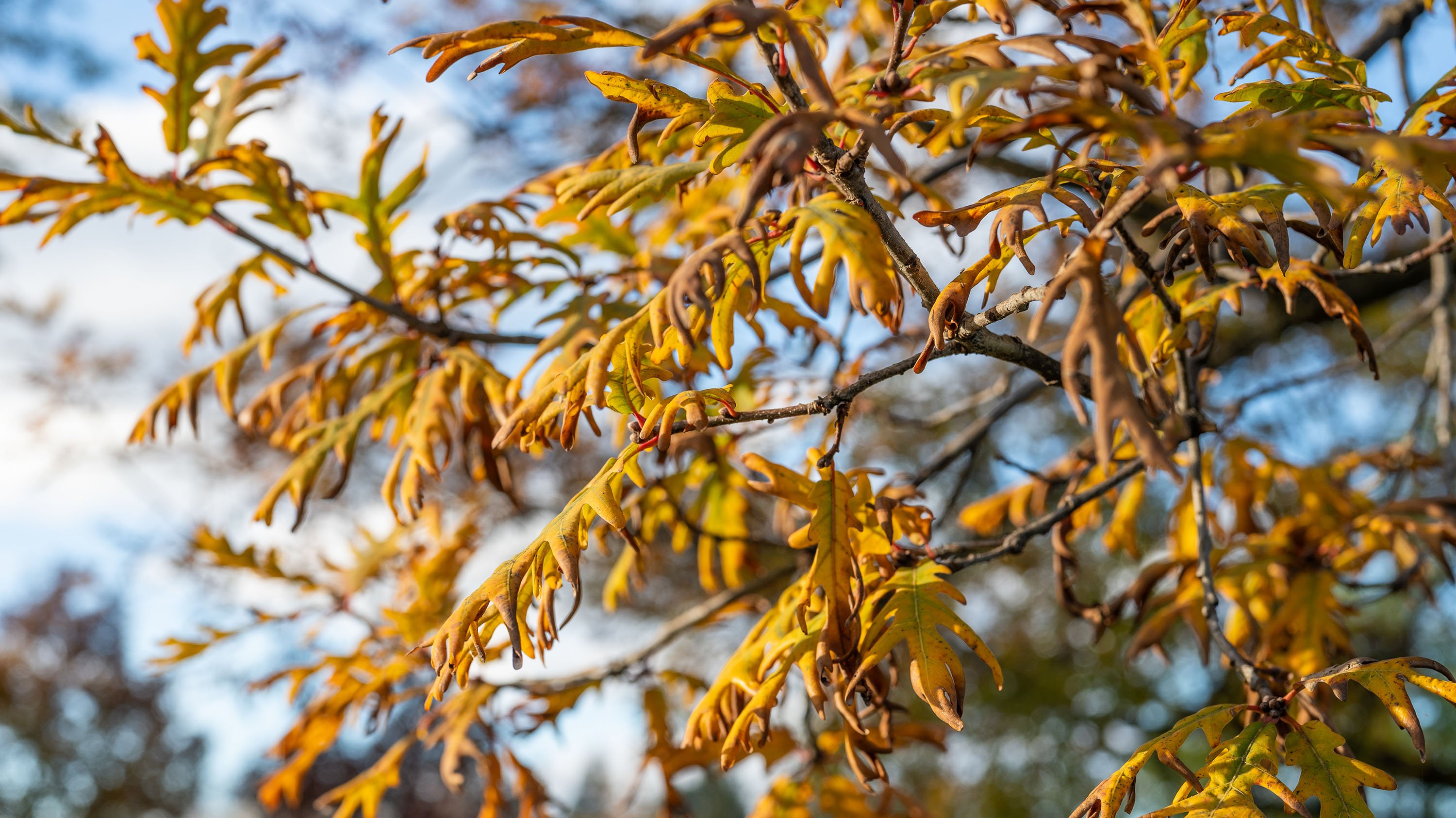 Fall leaves