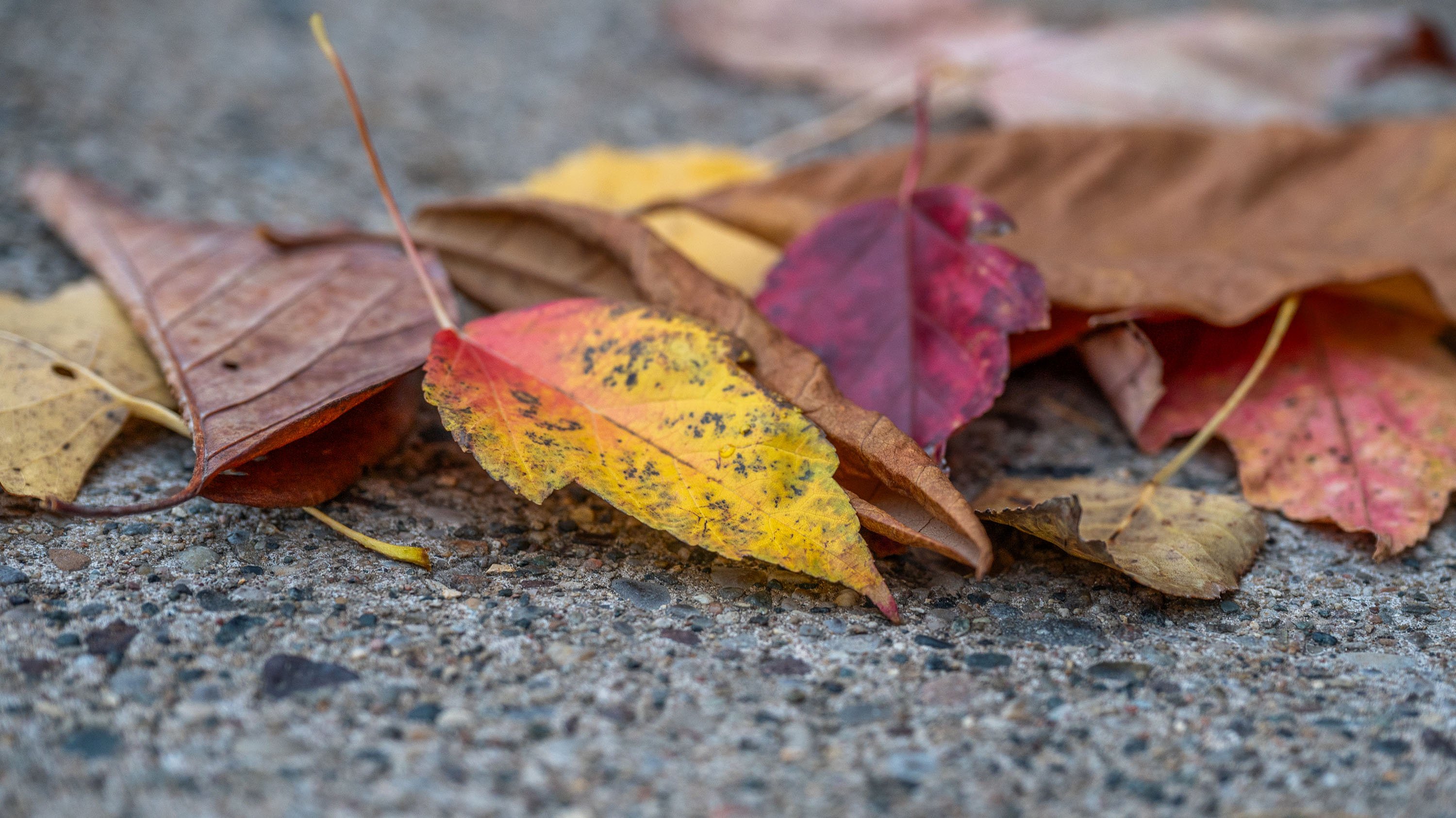 Fallen leaves
