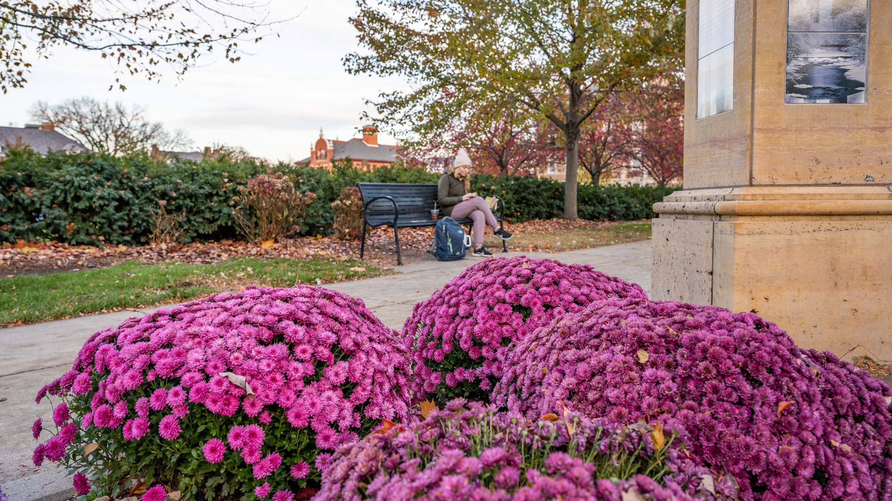 Mums in Benefactor's Plaza
