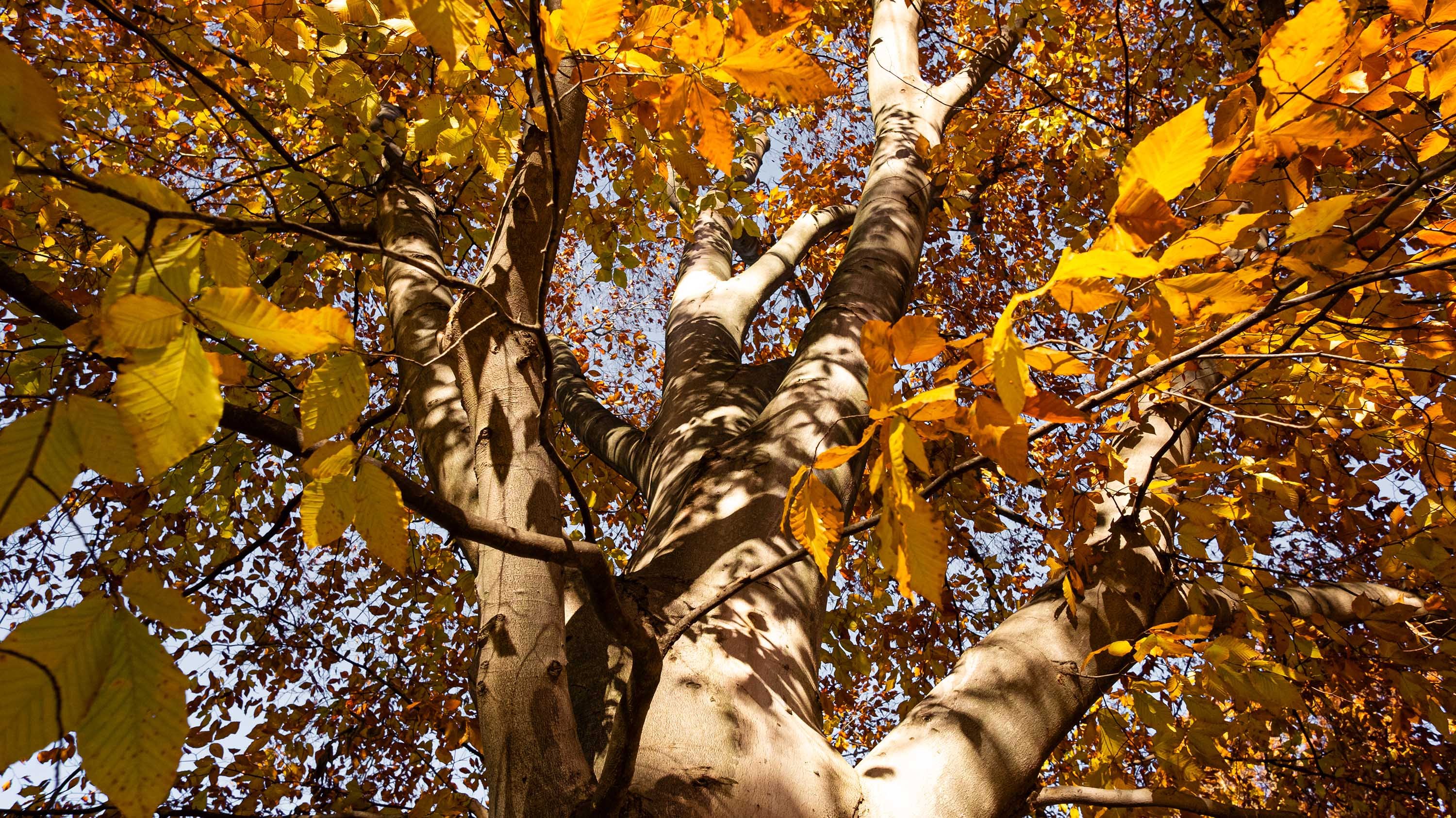 Tree with autumn leaves