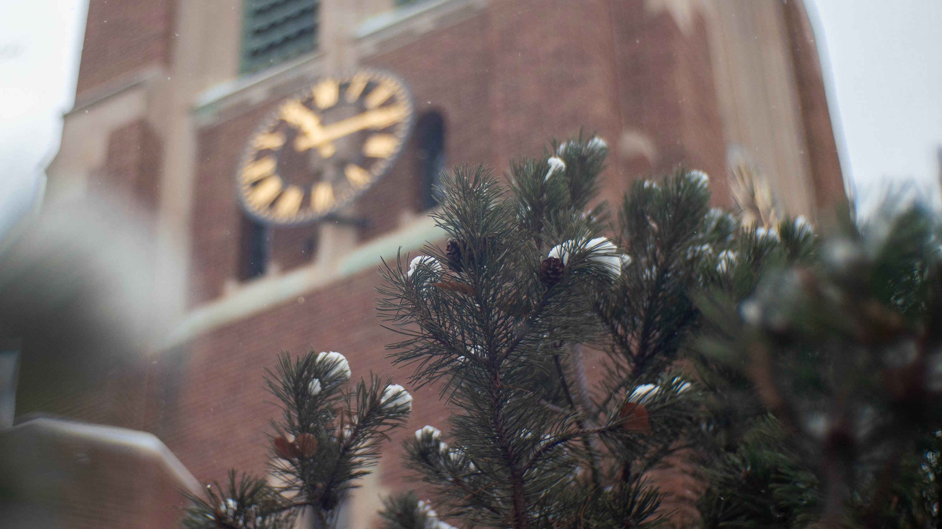 Pine branches in front of Beaumont Tower