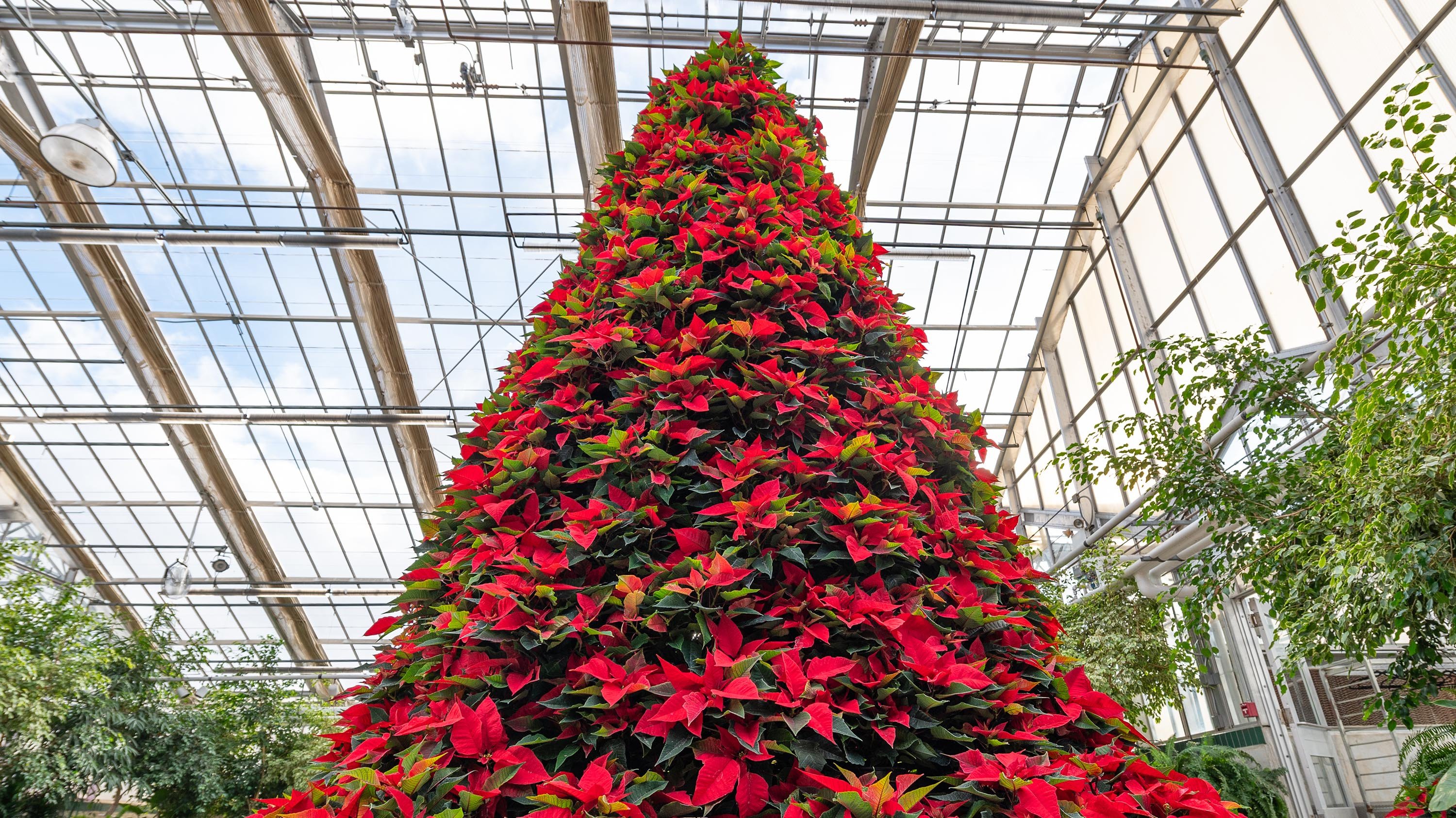 Poinsettias formed into tree structure in greenhouse