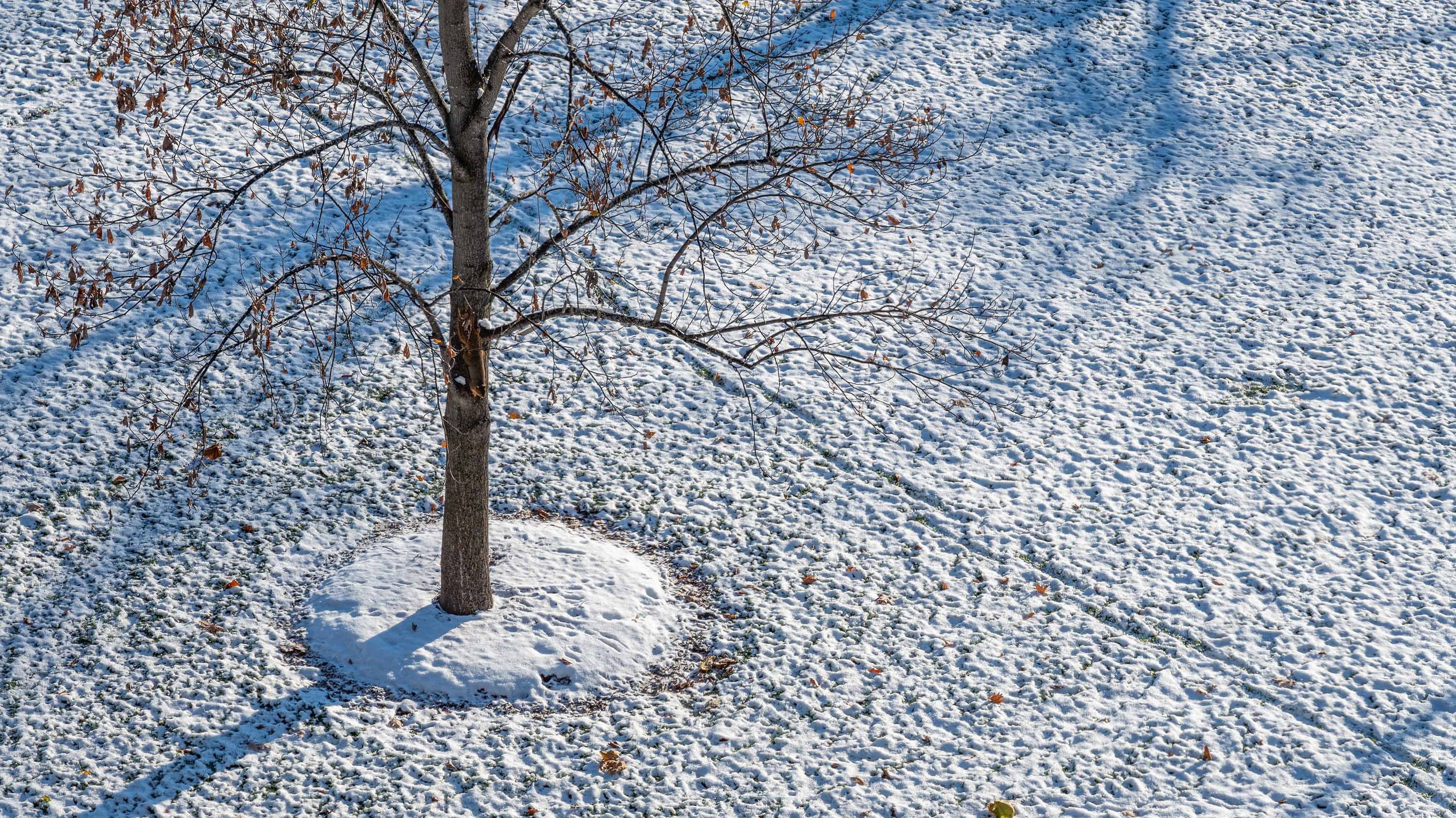 Light snow covers the Tulip Poplar tree and lawn near Hannah Administration building.