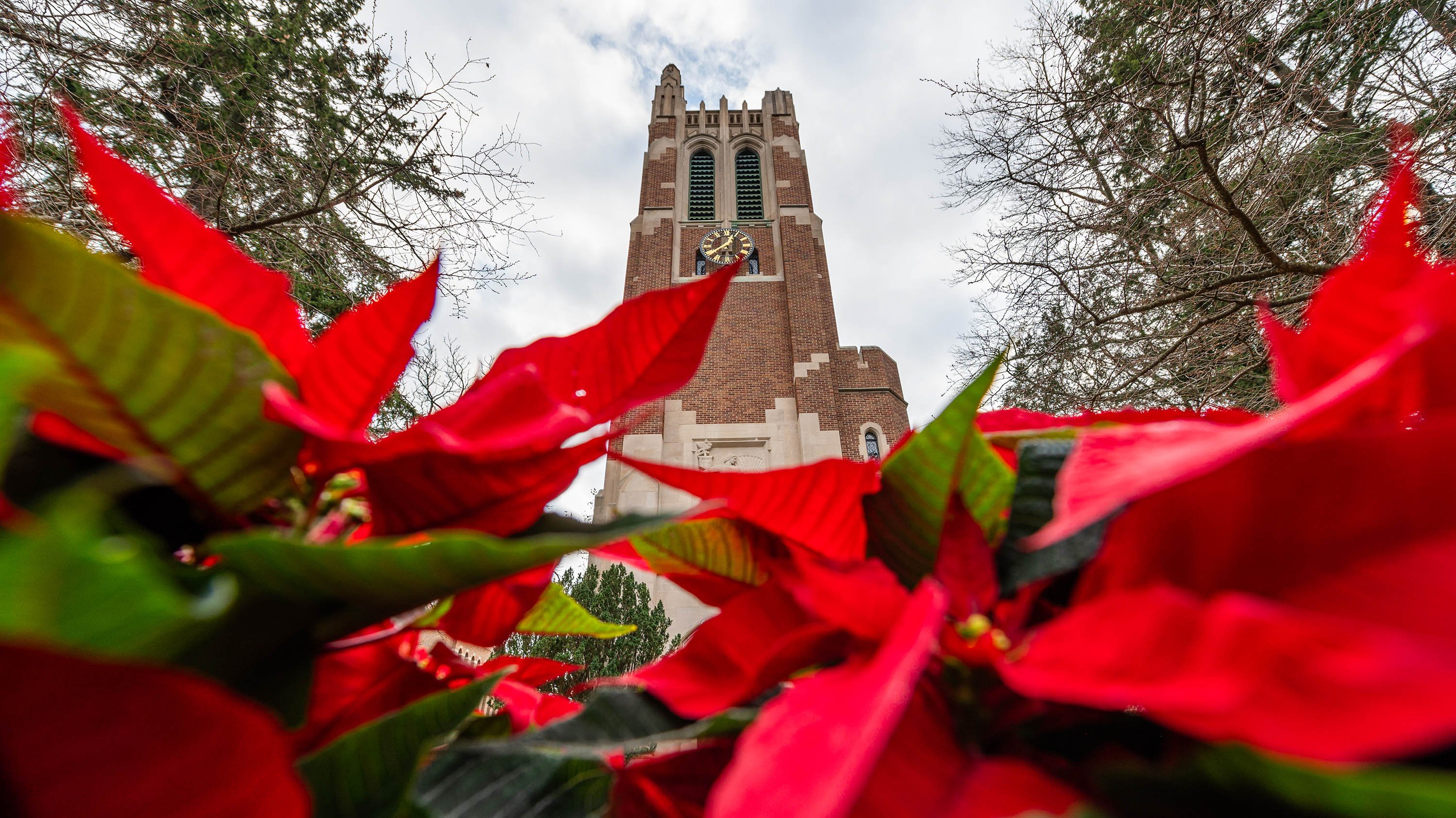Poinsettia flowers in front of Beaumont Tower