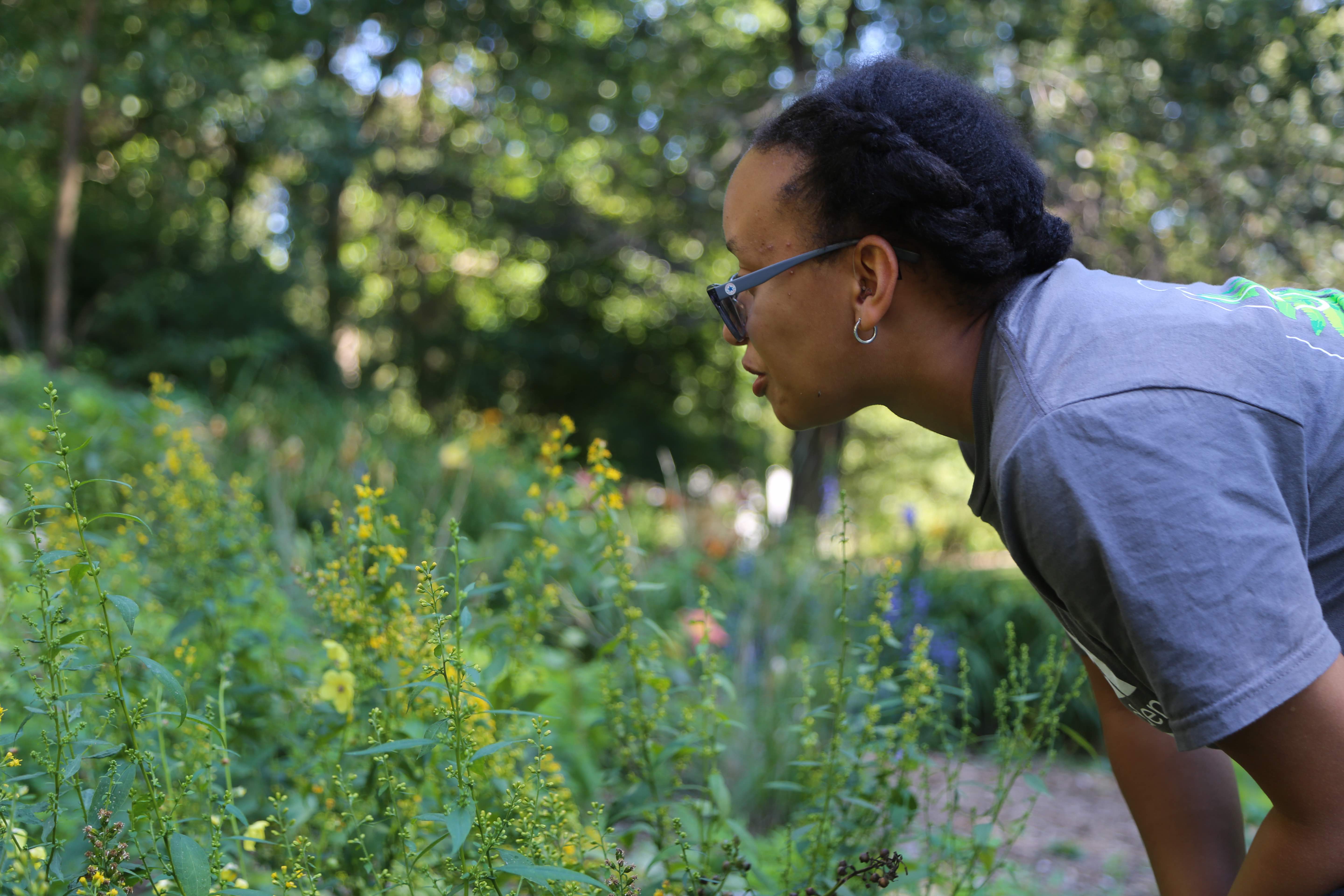 Loren Campbell peers out over a small area of zigzag goldenrod