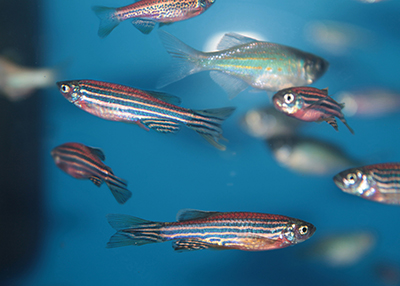 Zebrafish